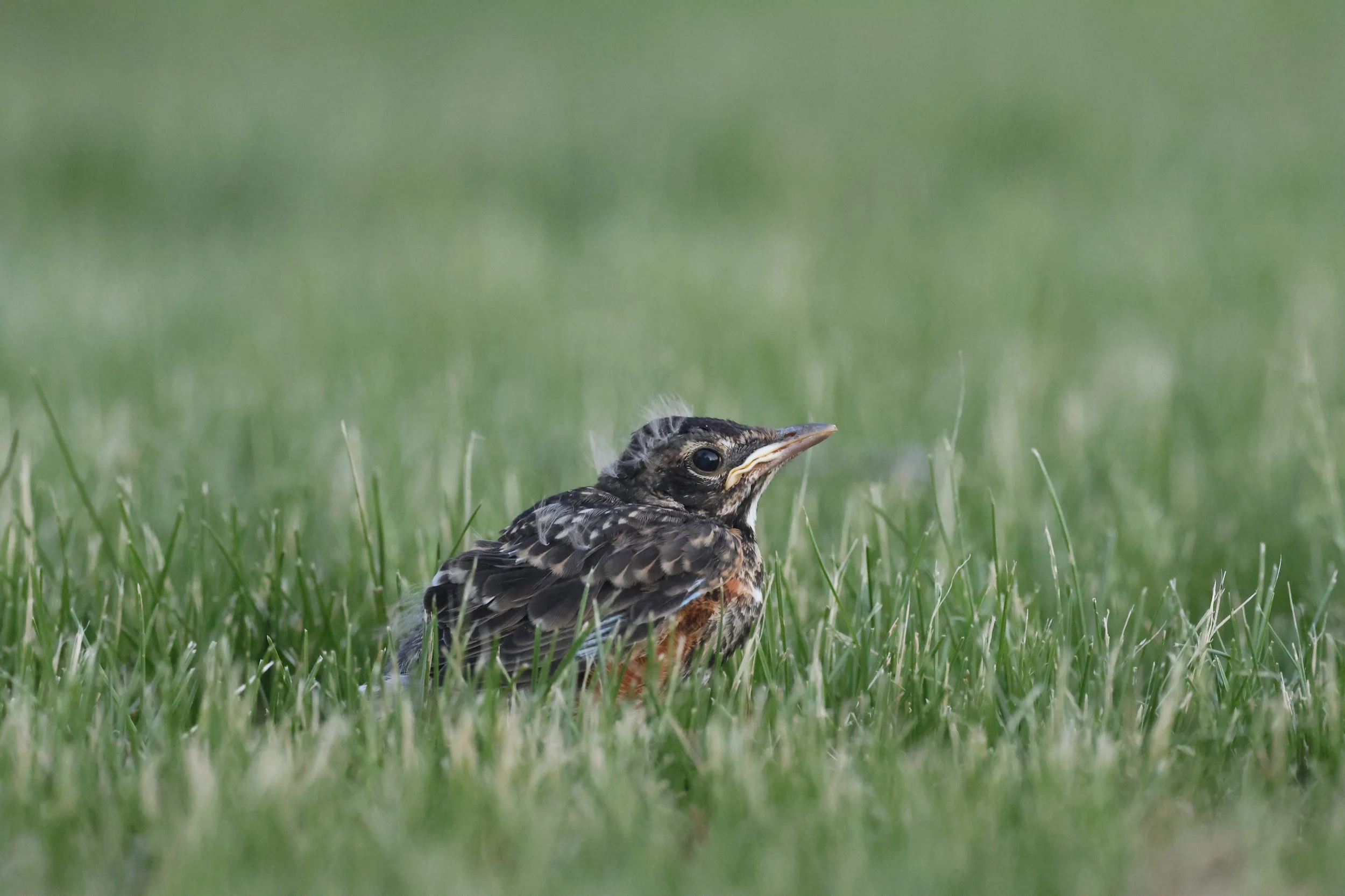Fledgling Birds