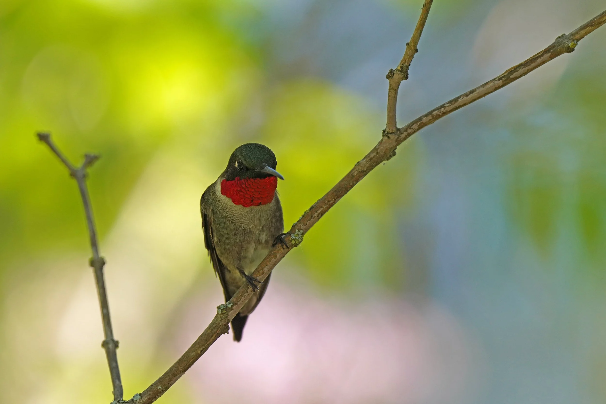 Ruby-throated Hummingbird (USFWS)