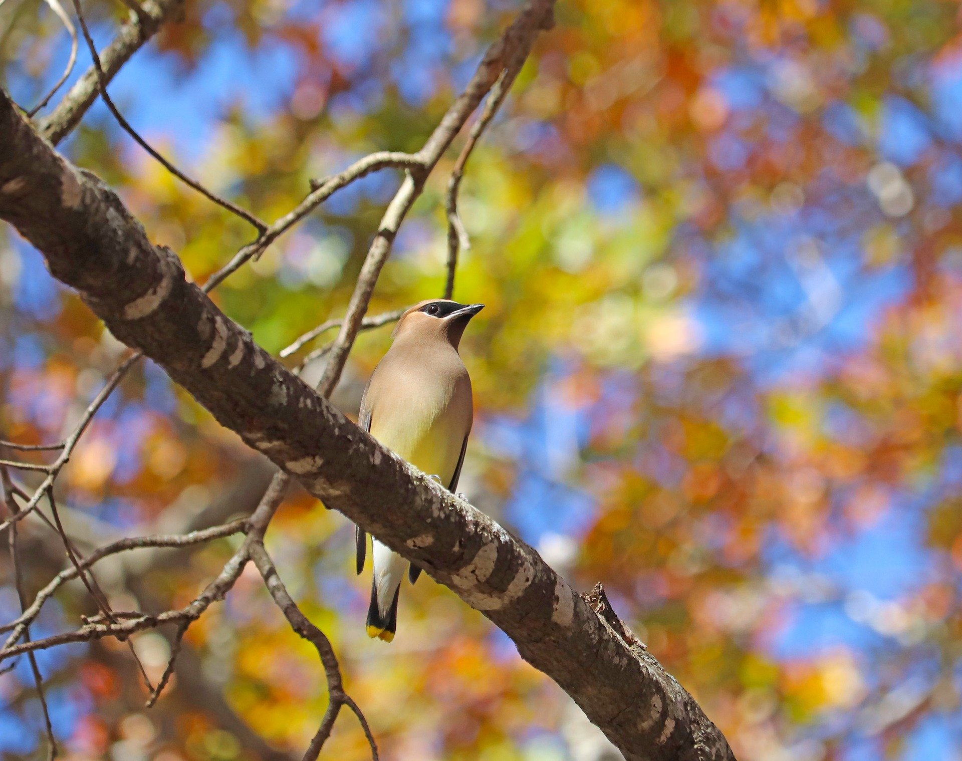 Cedar Waxwing (Pixabay)