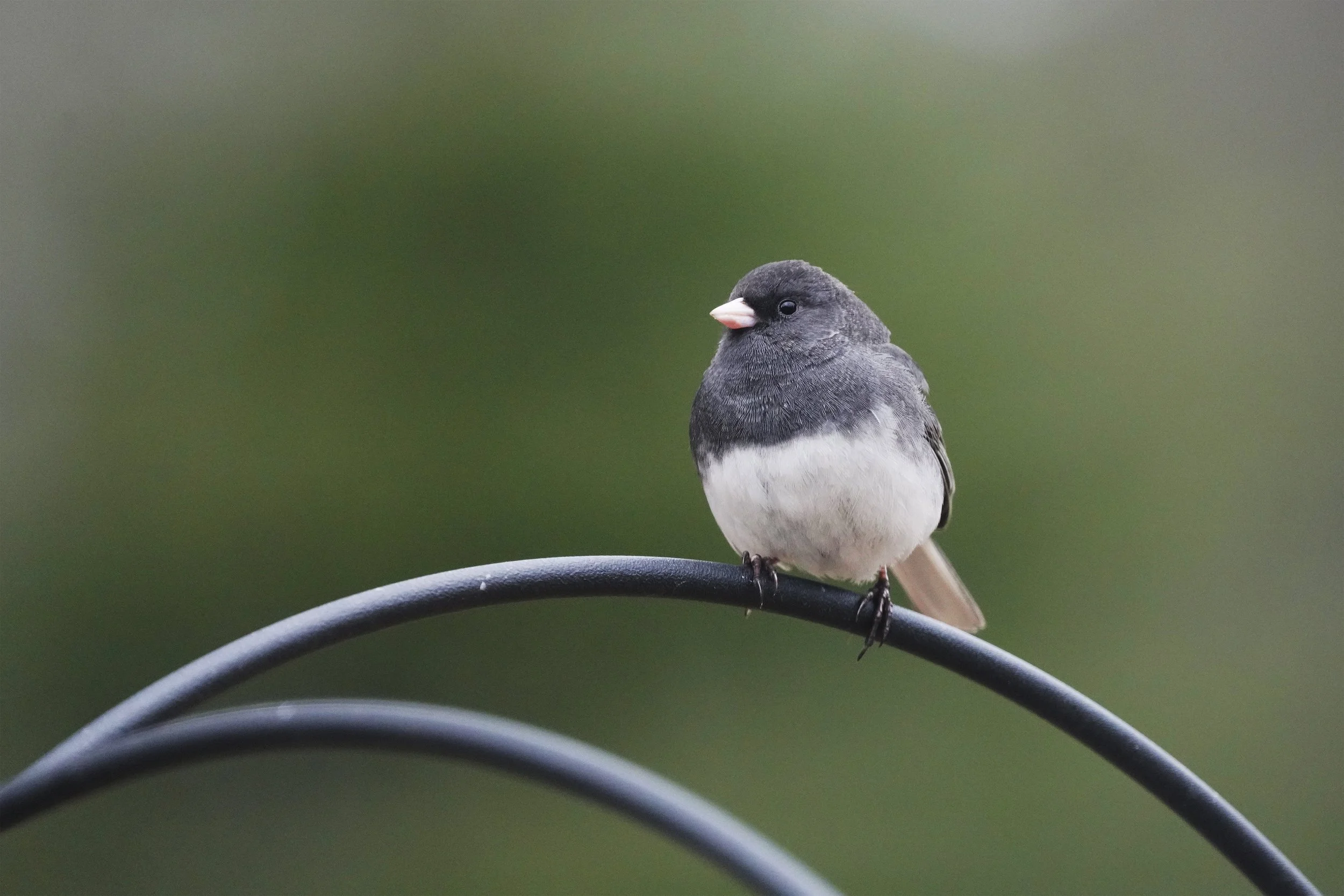 Dark-eyed Junco (USFWS)