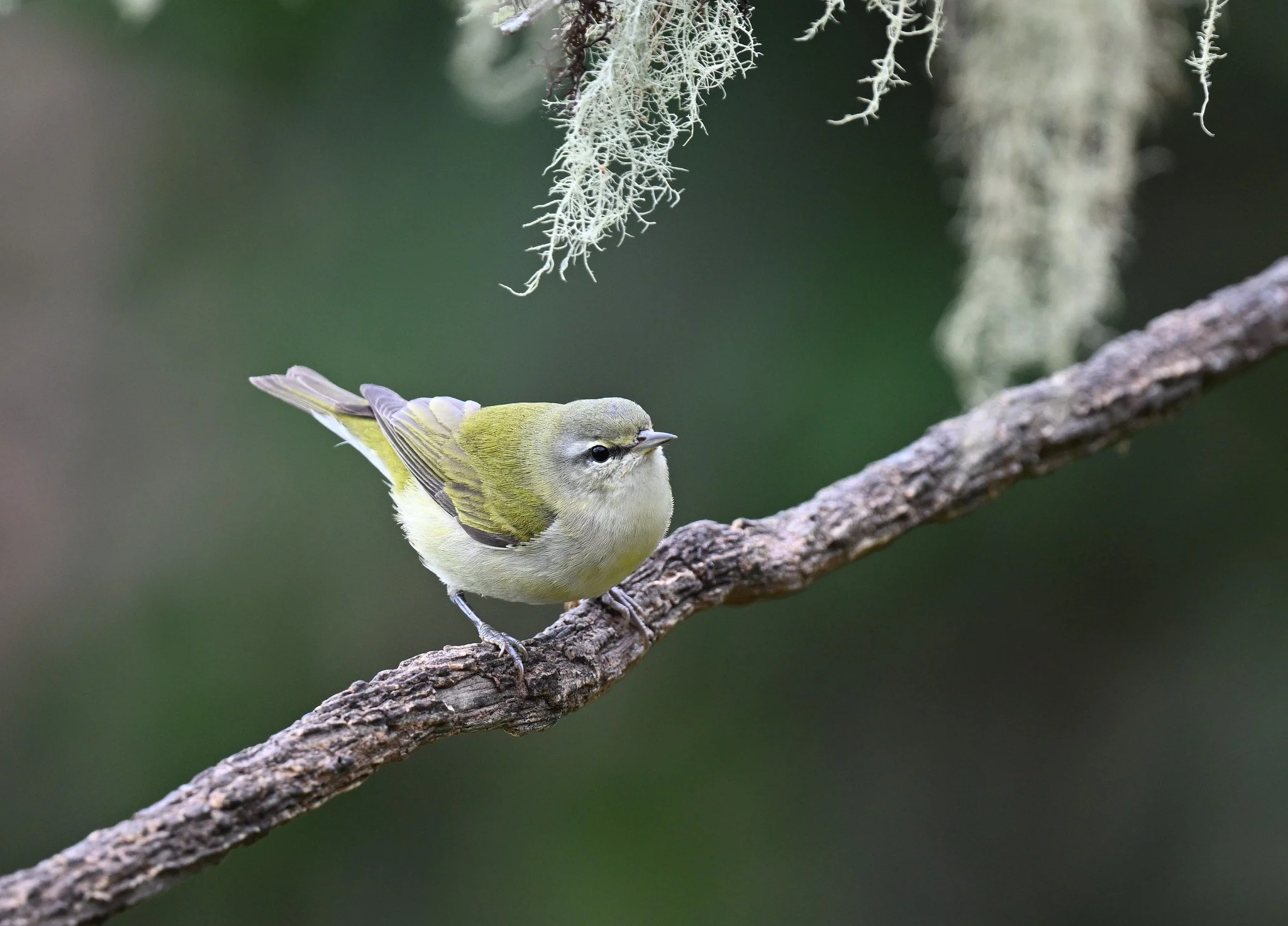 Tennessee Warbler (Andy Reago &amp; Chrissy McClarren)