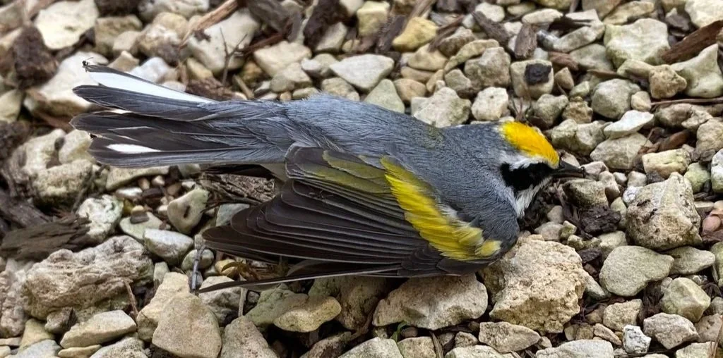   A Golden-winged Warbler killed by a window collision (photo: Kay Rashka, BCC volunteer).  