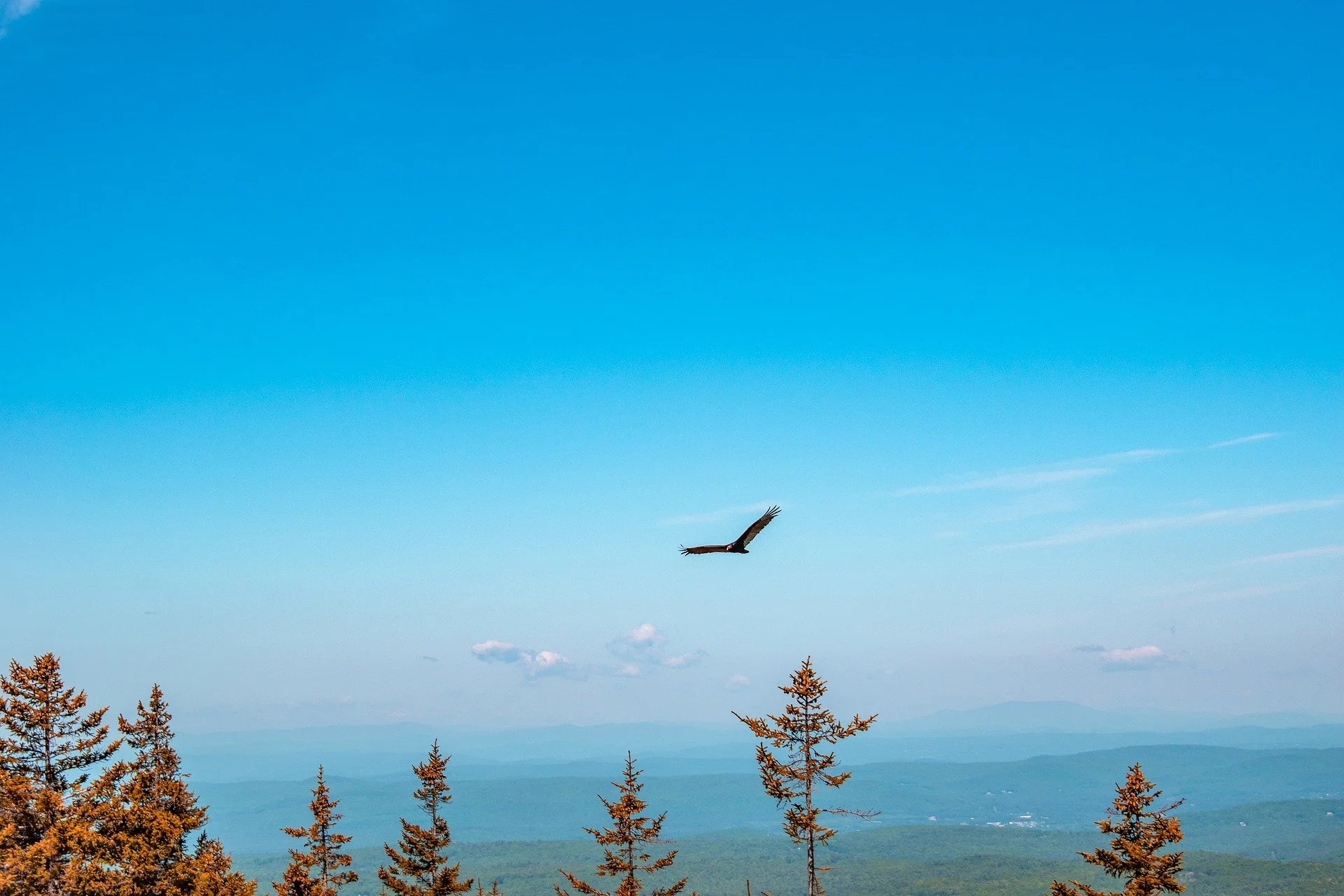Turkey Vulture