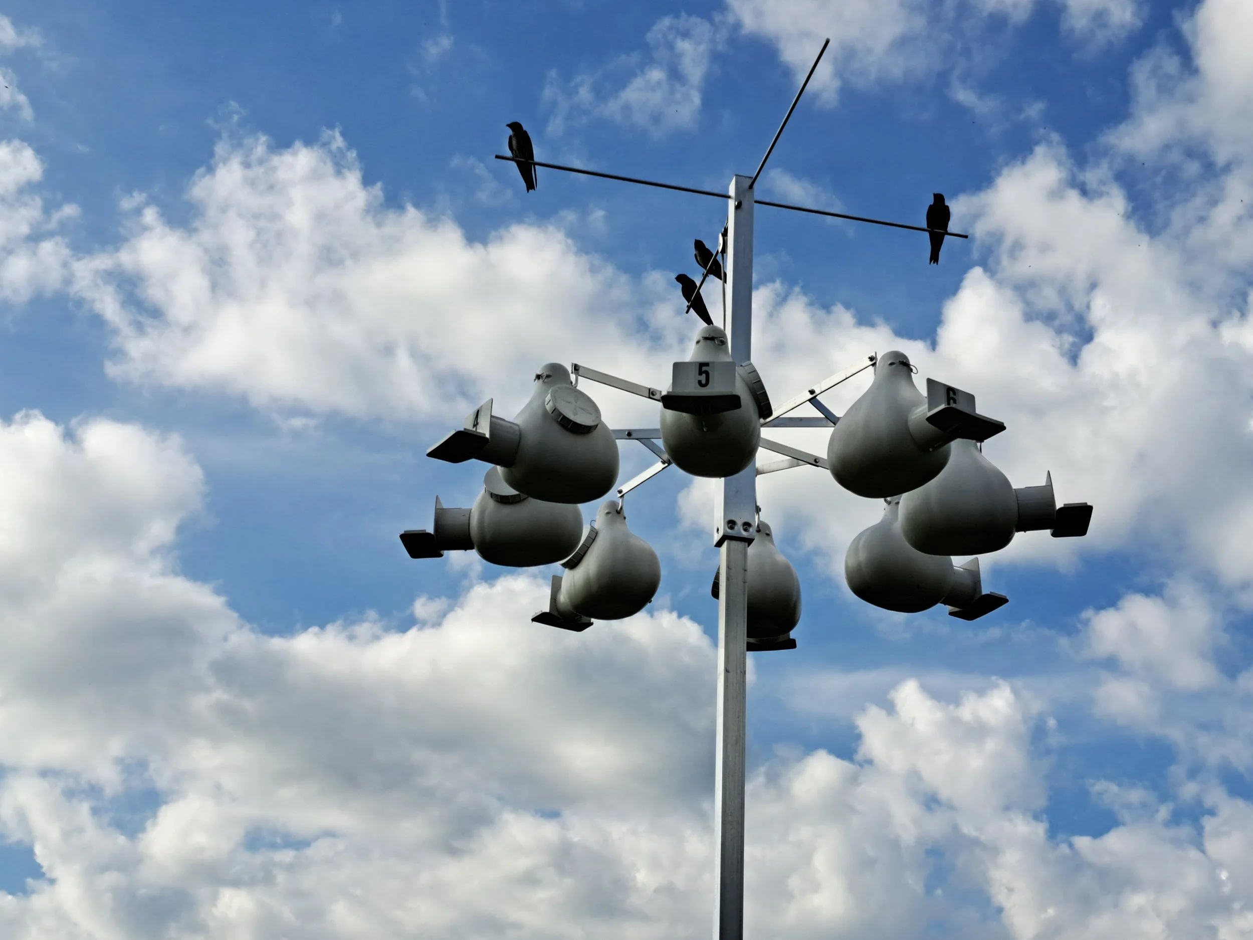 Purple Martin Banding (2026)
