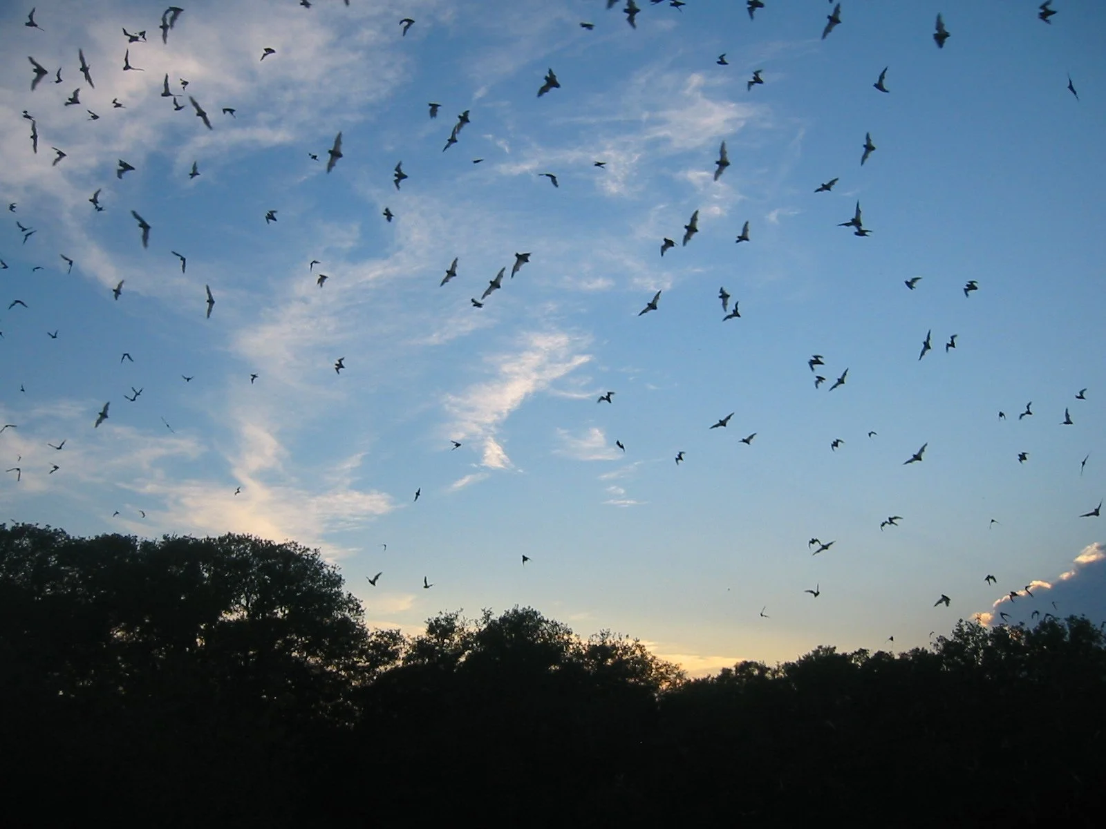 Bat Walk at Lakeshore Nature Preserve