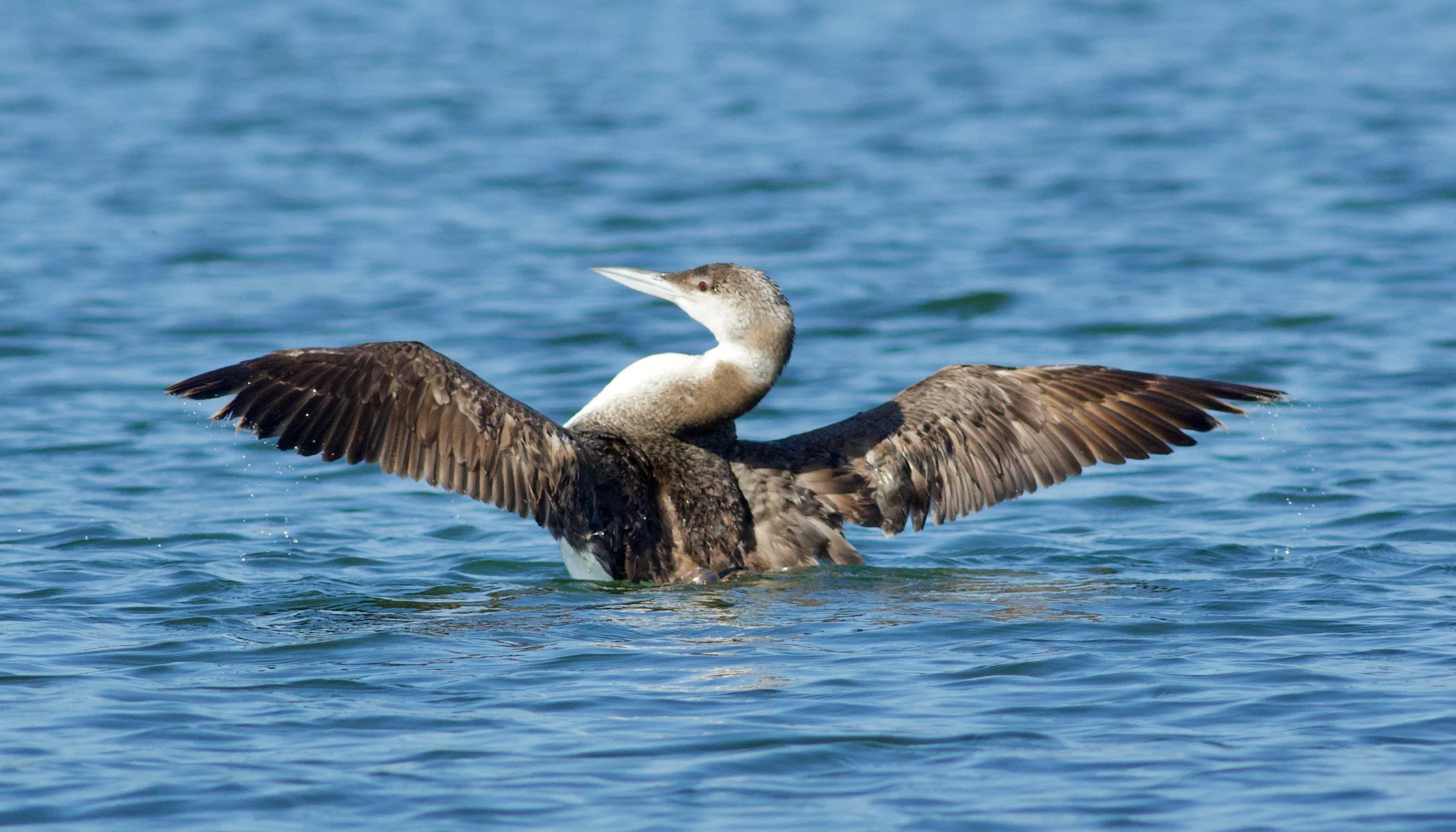 Common Loon