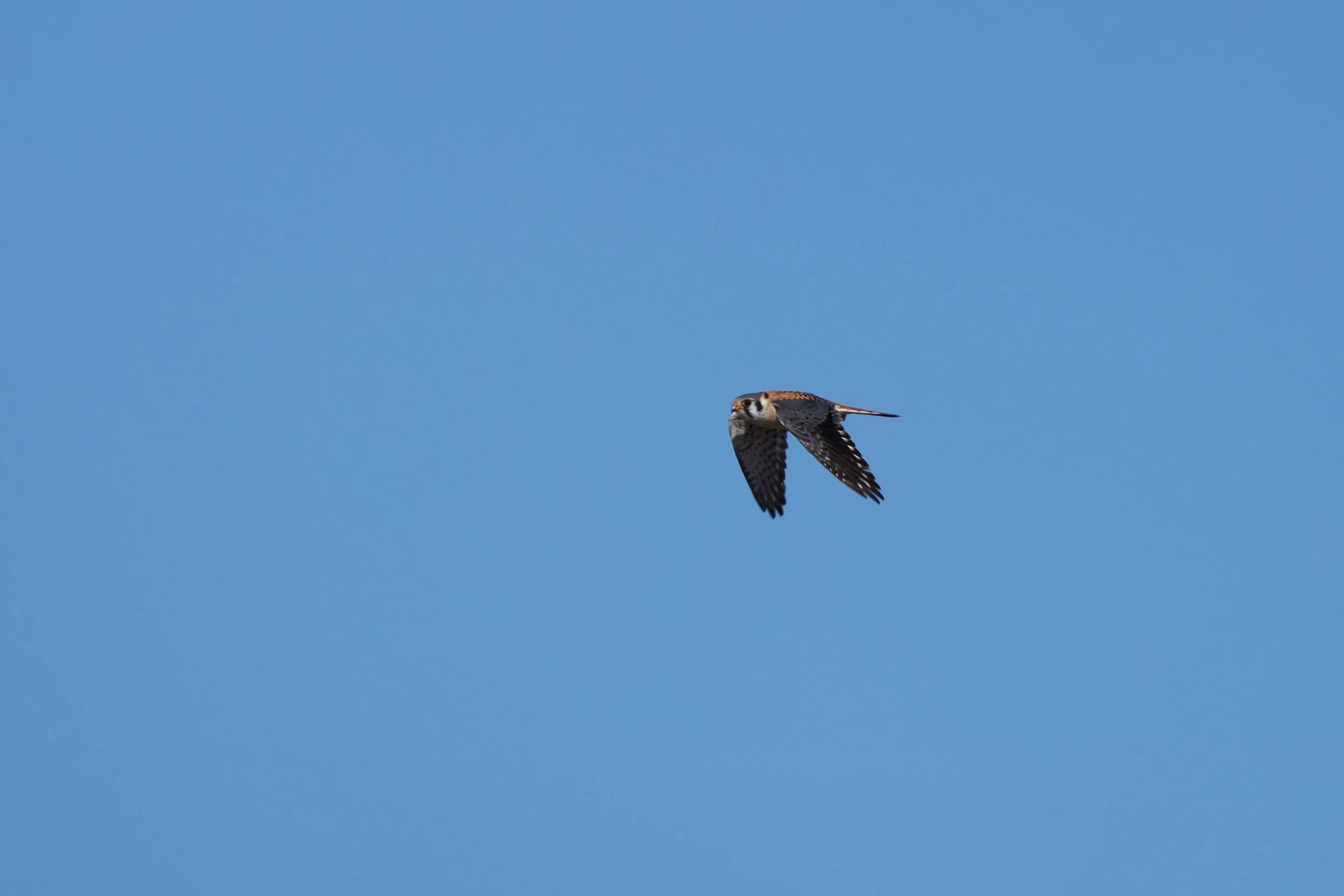 Kestrel Nest Box Monitoring & Banding (2026)