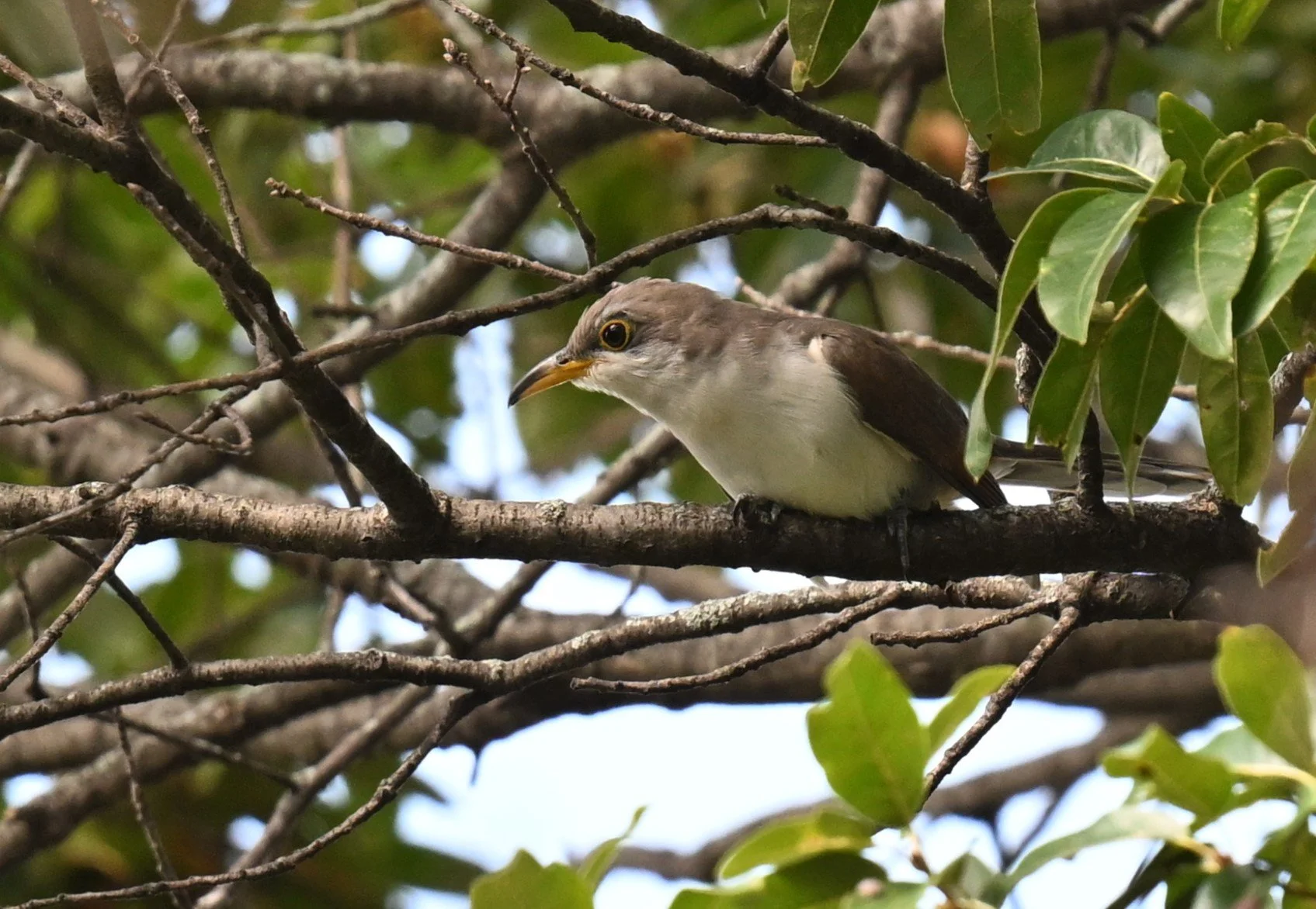 Yellow-billed Cuckoo