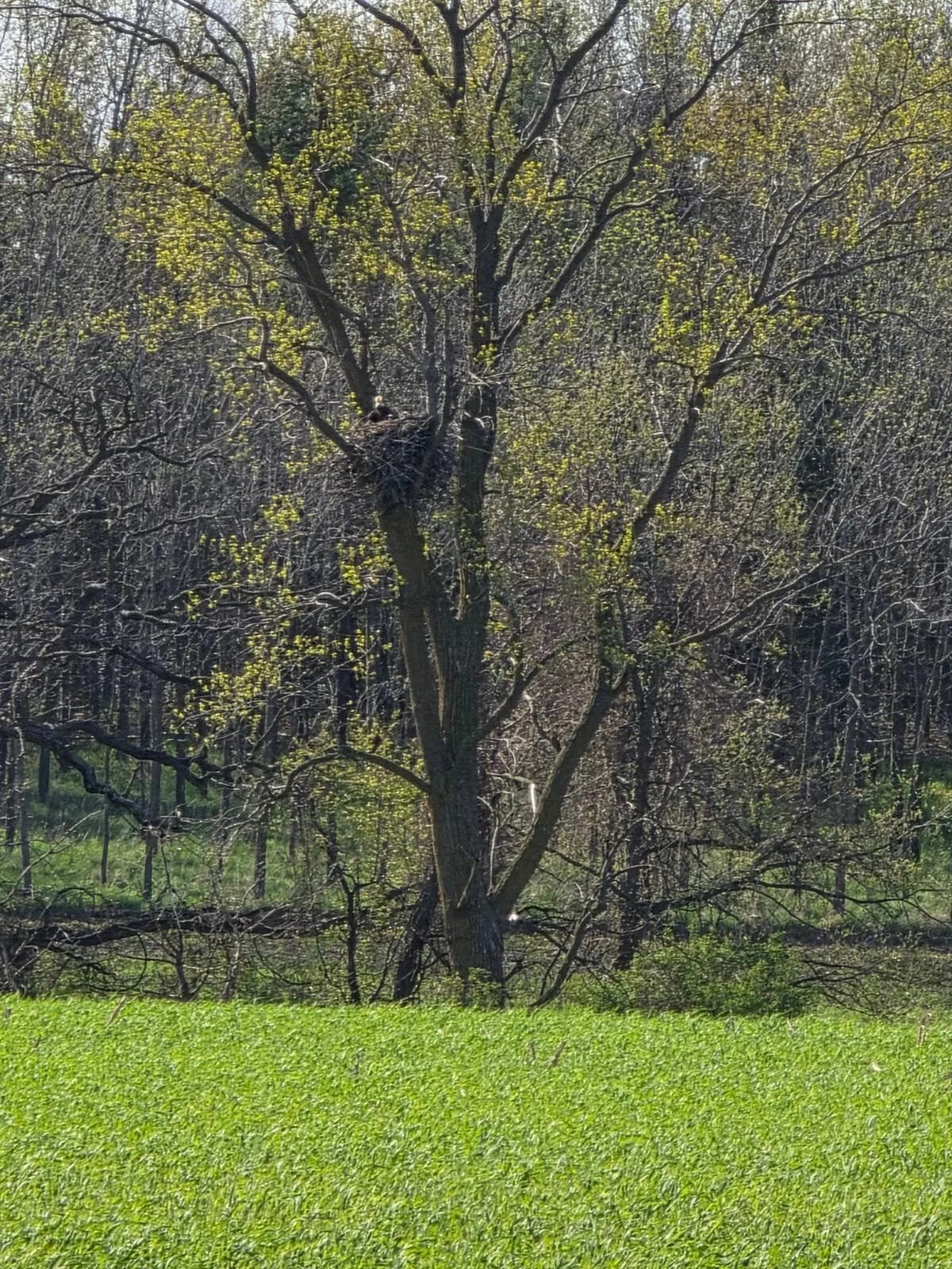 Nest situated in an open area