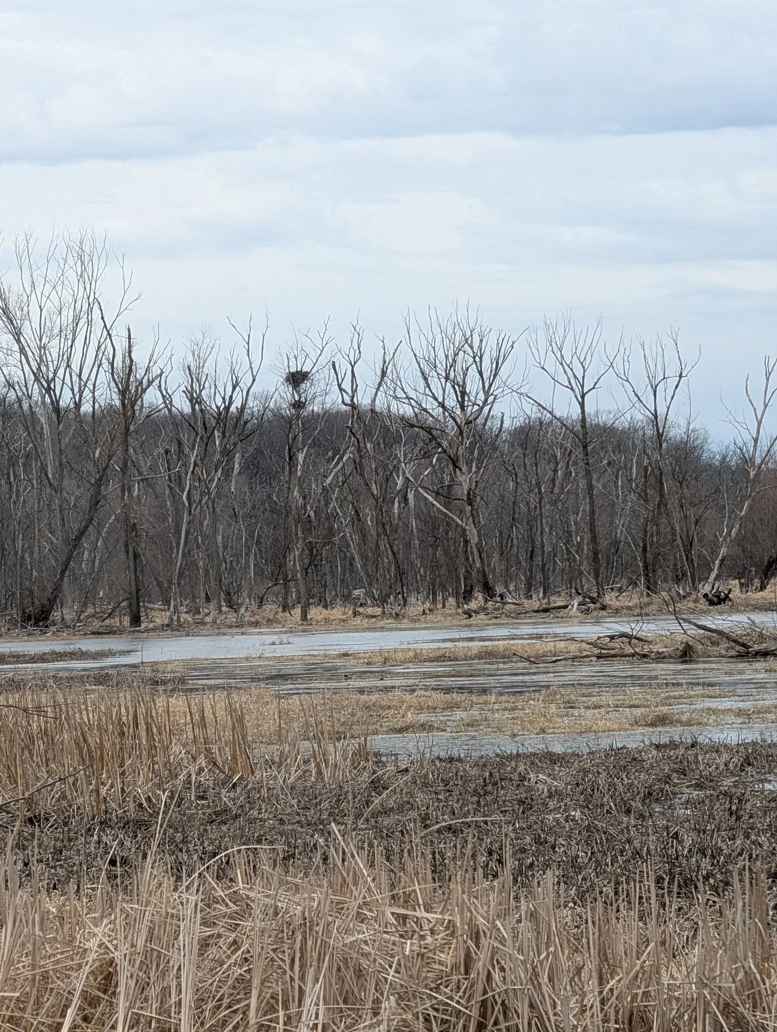 Nest in a wetland with open water
