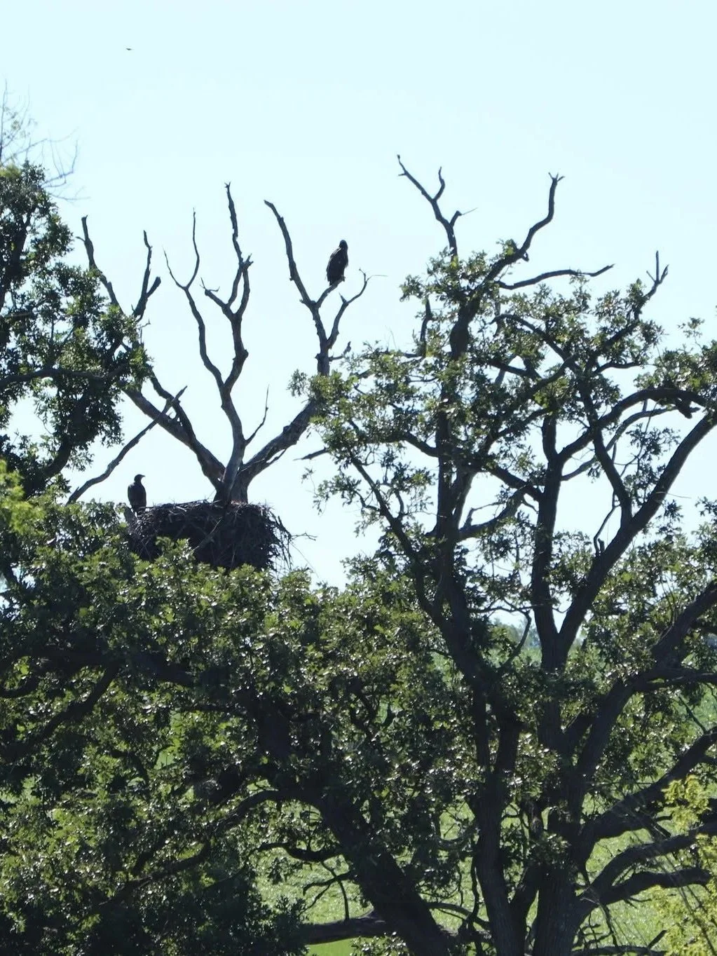 Nest adjacent to an agricultural field