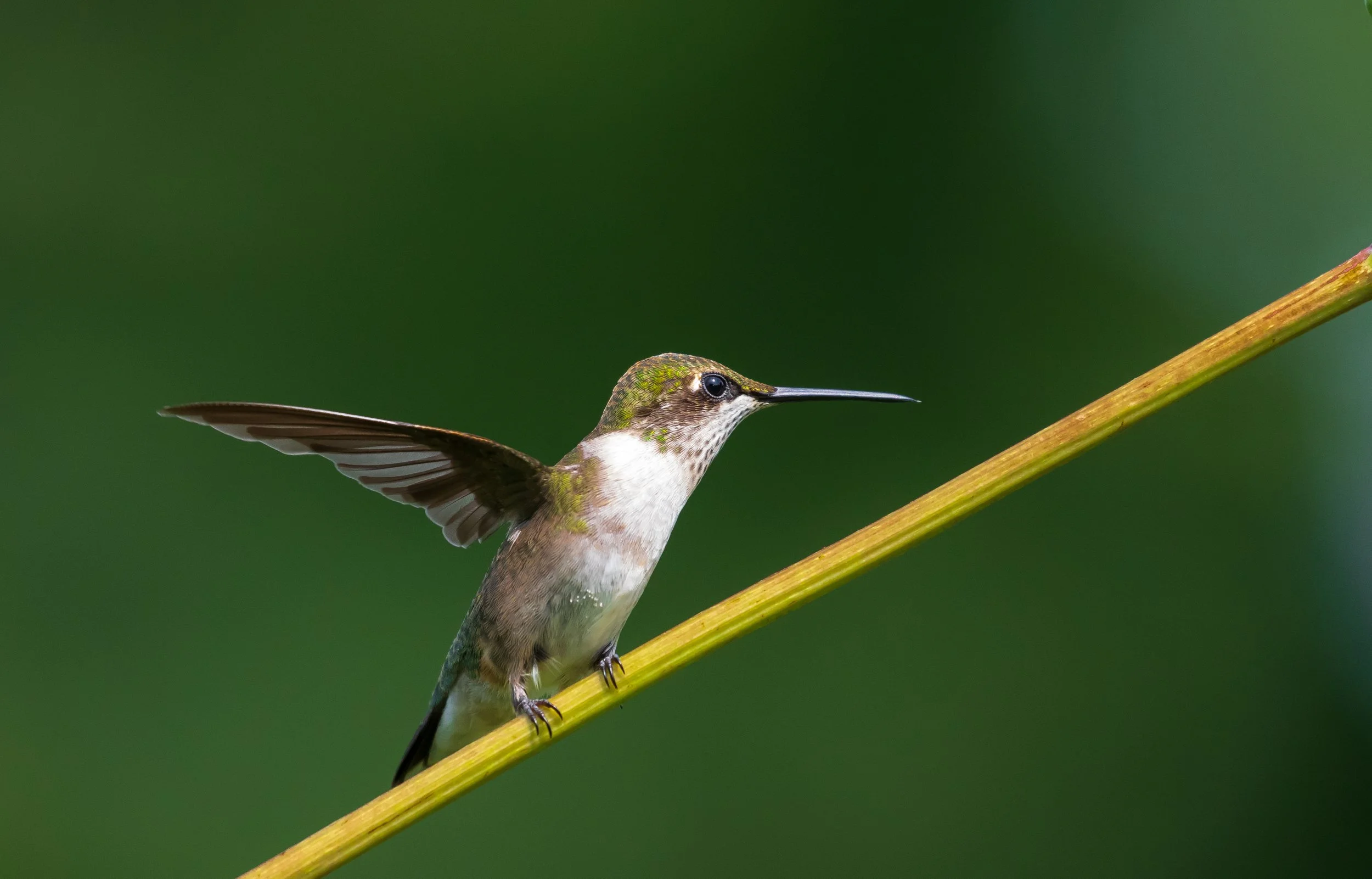 Ruby-throated Hummingbird
