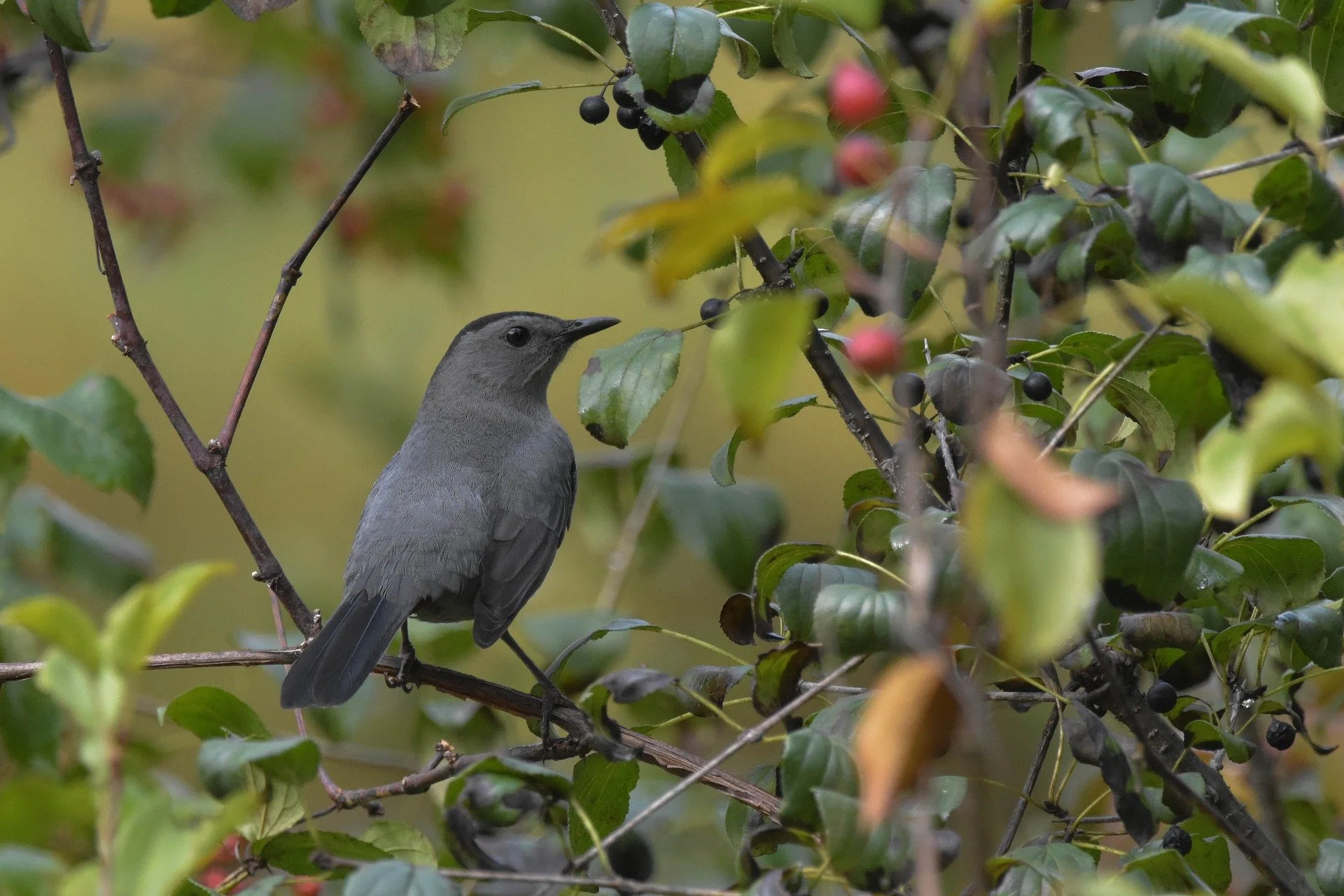 Fall Migration is Underway