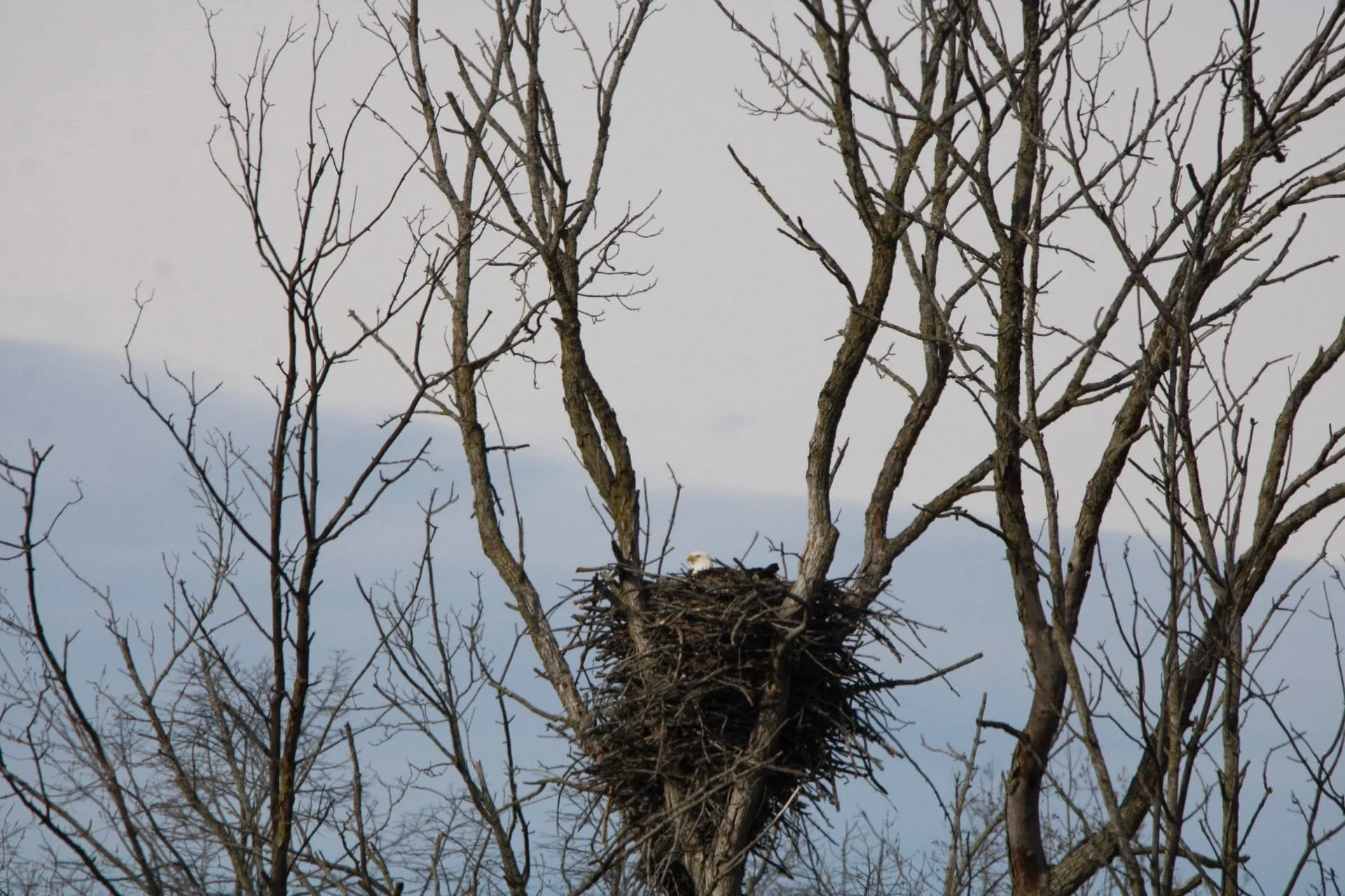 Bald Eagle Nest Watch (2026)