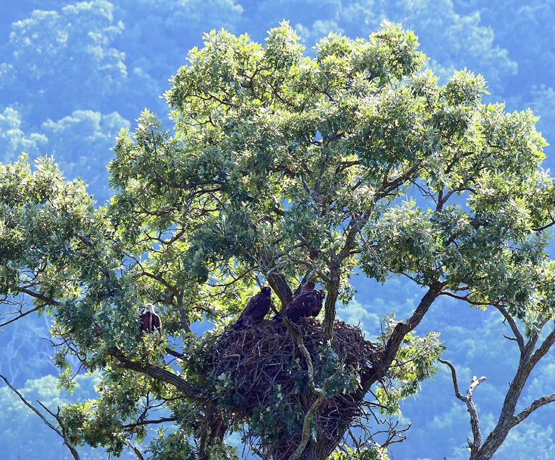 Adults with eaglets (photo: Peter Schmidt)
