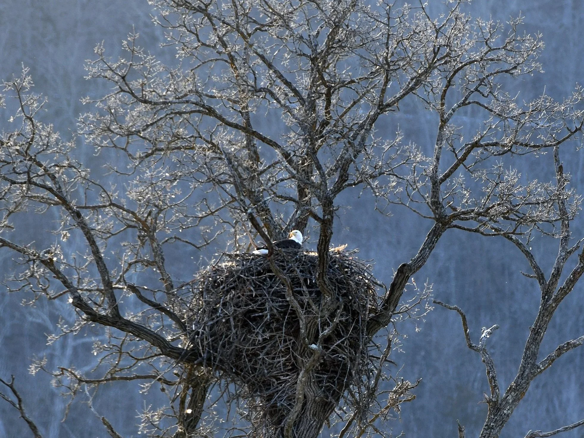 Adult eagle on nest (photo: Peter Schmidt)