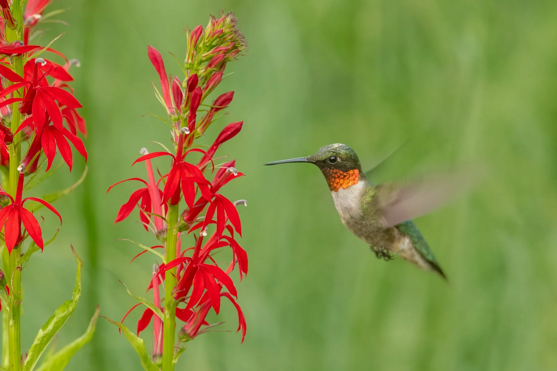 The Hummingbird–Cardinal Flower Connection