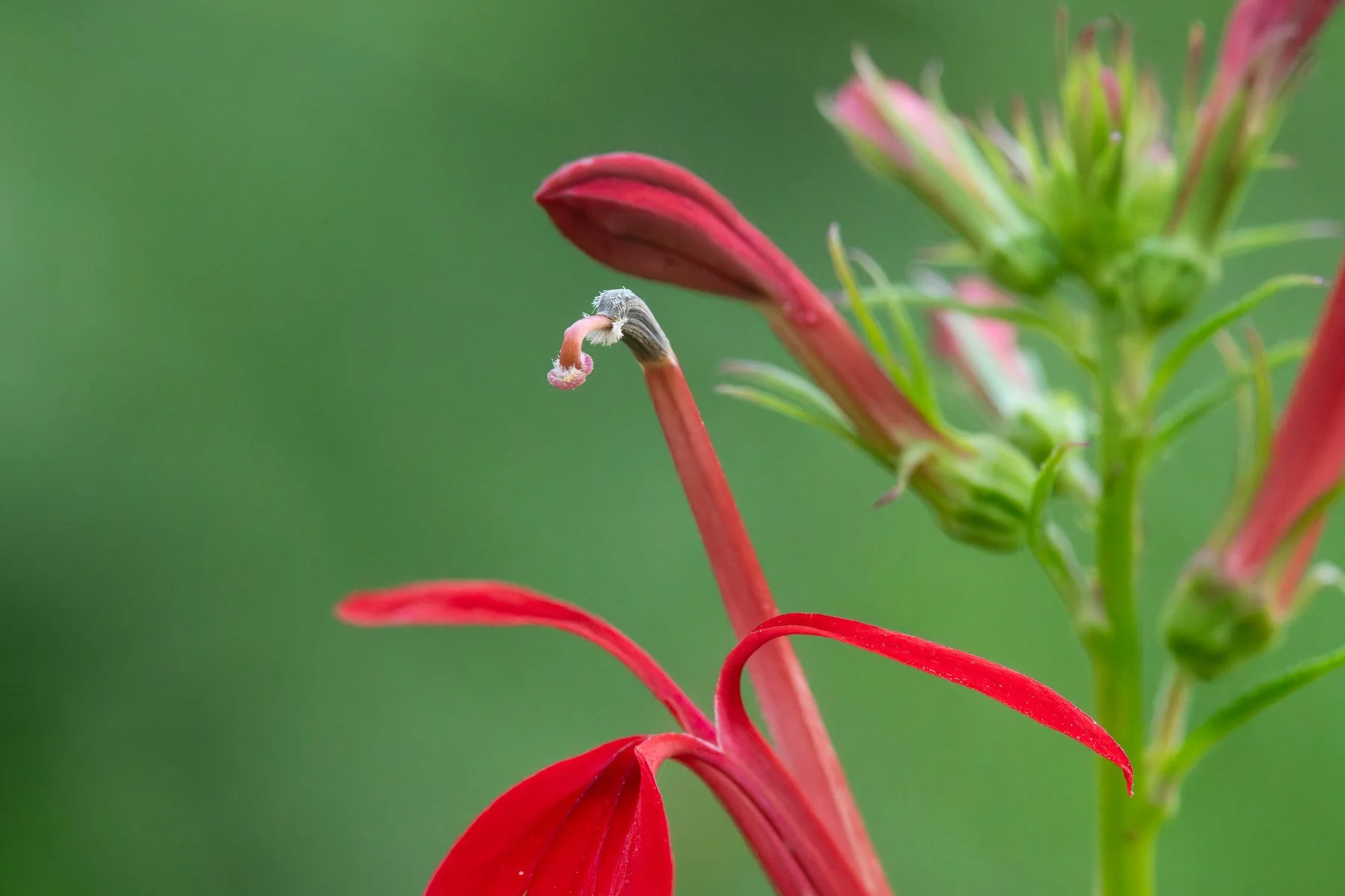   Closeup of the reproductive column in the female phase showing the bilobed red stigma, sprinkled with pollen grains, protruding from the fused tube (photo: Gary Shackelford).  