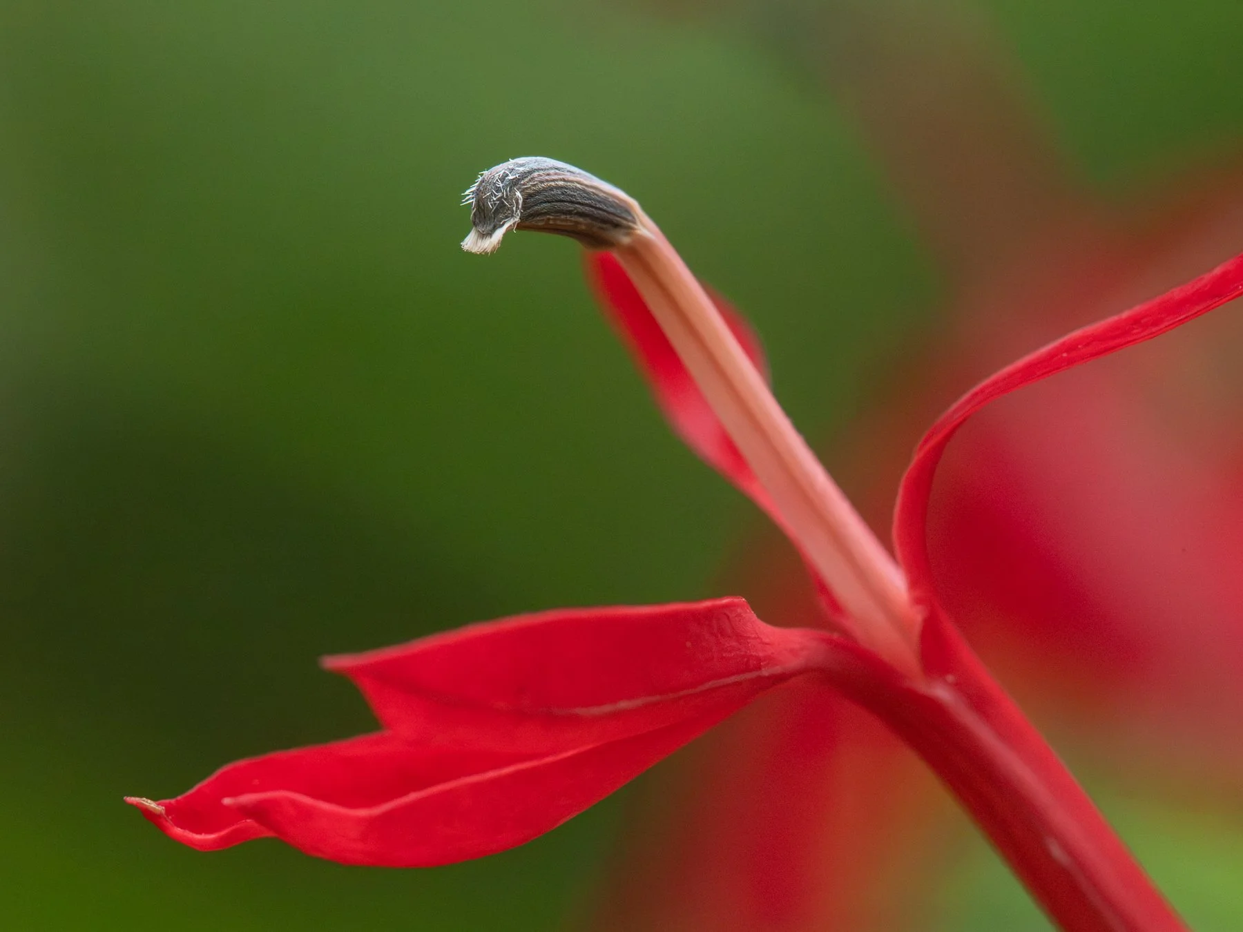   Closeup of the reproductive column of an individual flower in the male phase, showing five anthers fused together, which is the gray curved structure. The white bristles at the tip, known as the “beard,” may make stored pollen more accessible as it