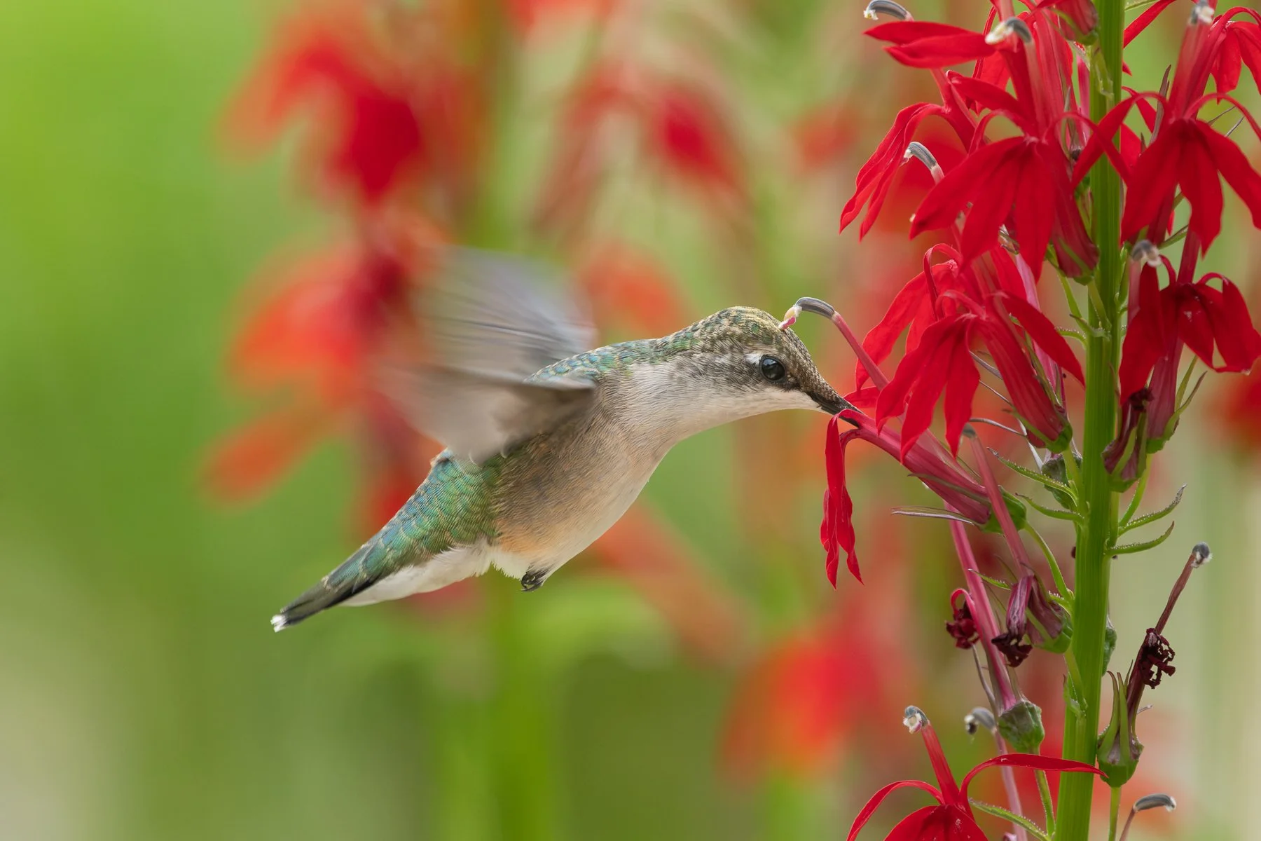   A female hummingbird visiting a flower in the female phase, showing the stigma touching her head, which is dusted with pollen grains (photo: Gary Shackelford).  