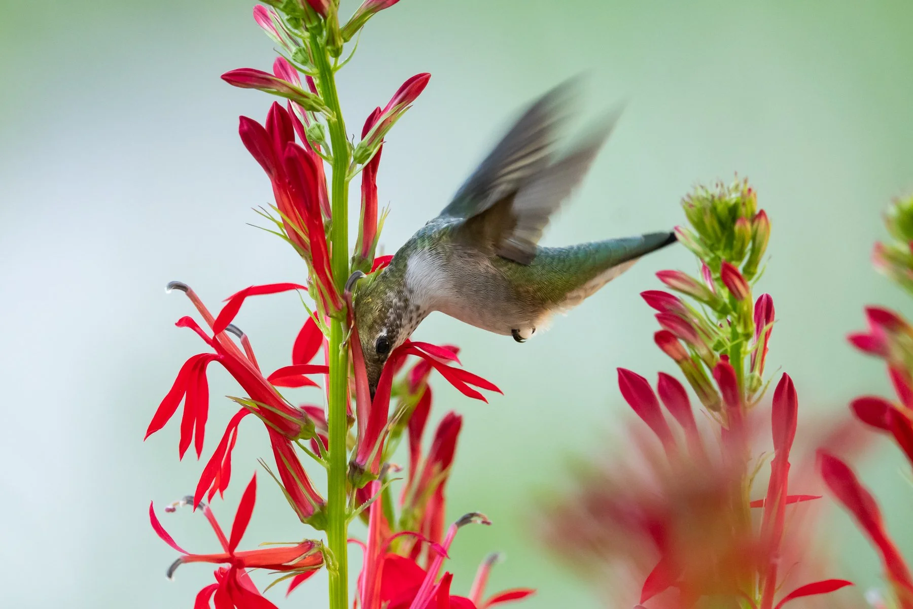   A juvenile male hummingbird visiting a flower in the male phase. The hummingbird probes deep within the tubular flower while the anther hangs above his head (photo: Gary Shackelford).  
