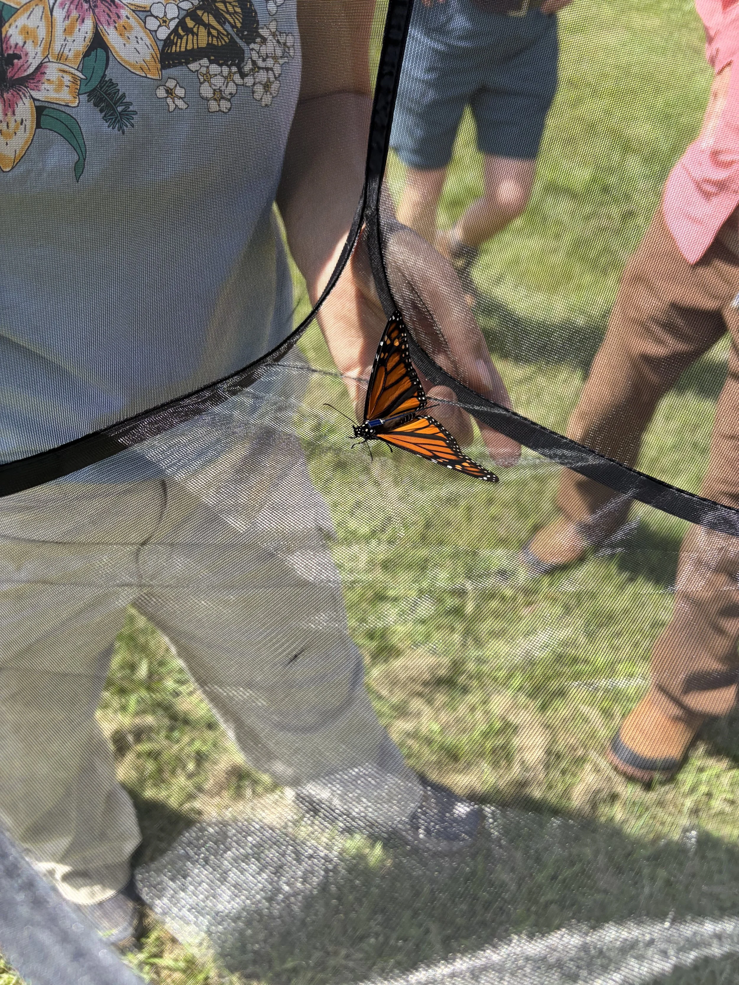   A monarch tagged with a GPS unit is readied for release at Goose Pond Sanctuary (photo: Brenna Marsicek/SoWBA).  