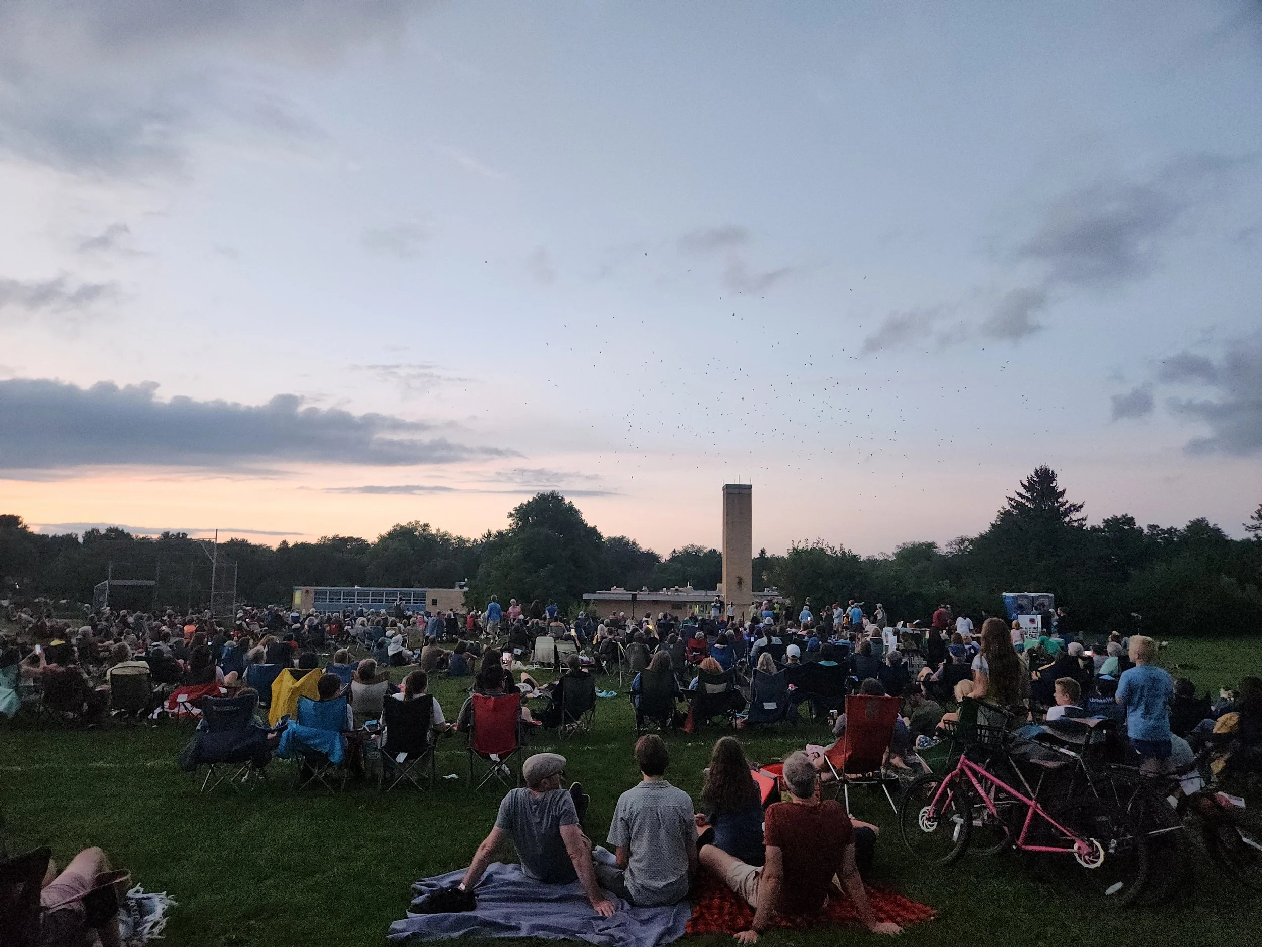 Chimney Swifts: 2026 Counts