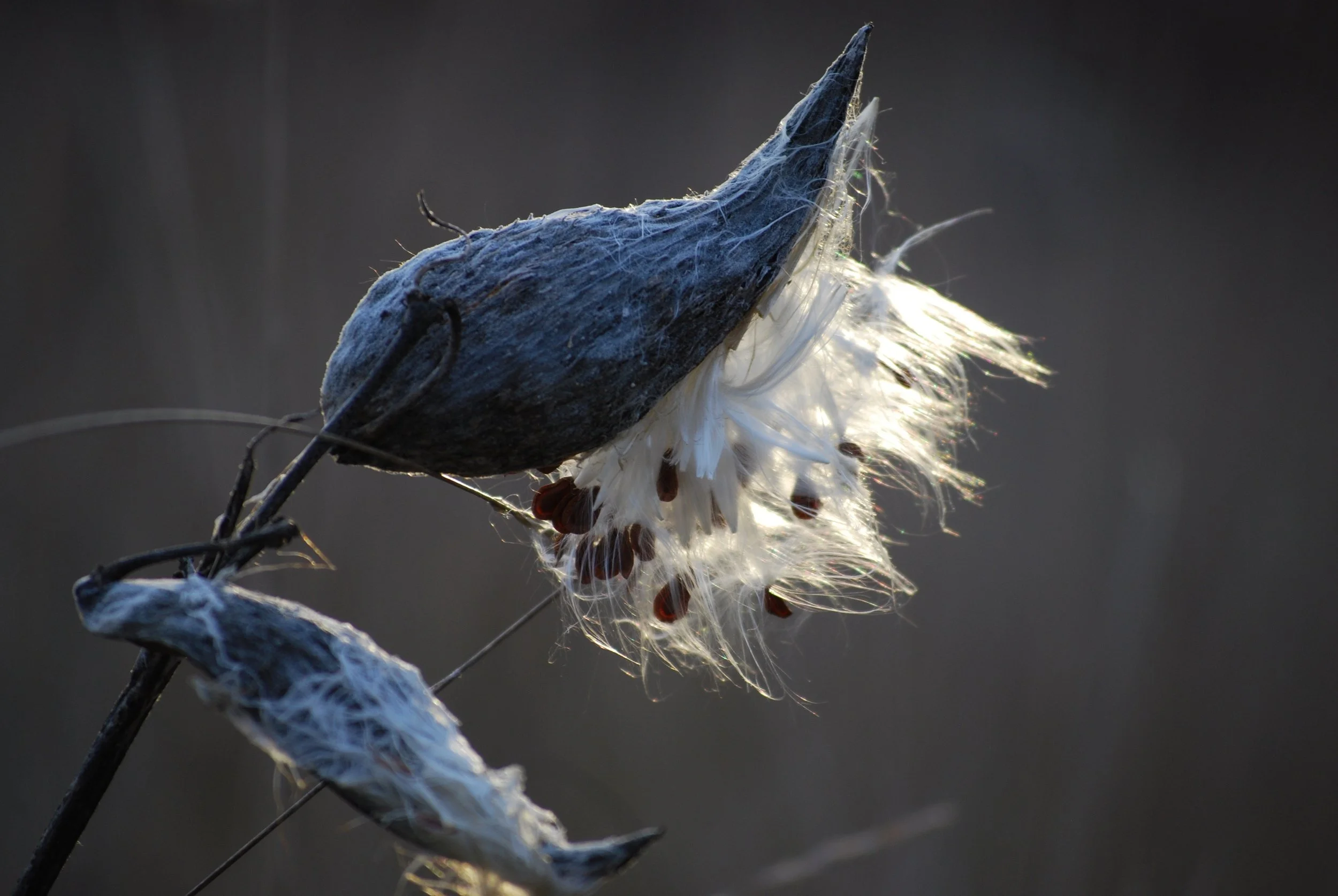 Milkweed for monarchs
