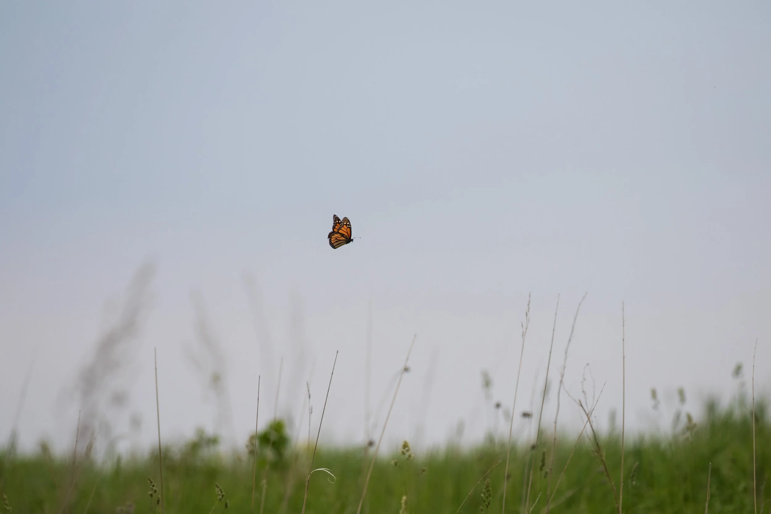 A new way of tracking monarch migrations