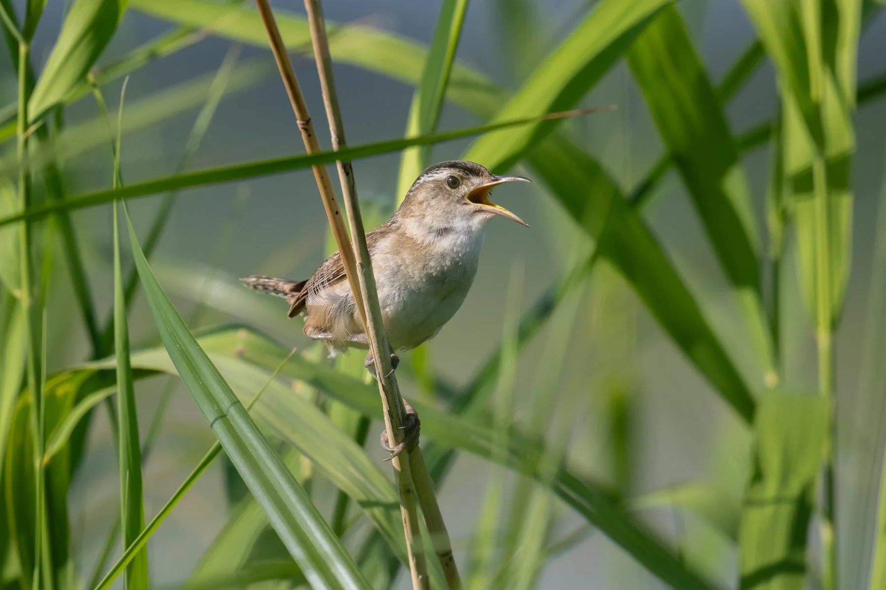 Marsh Wren