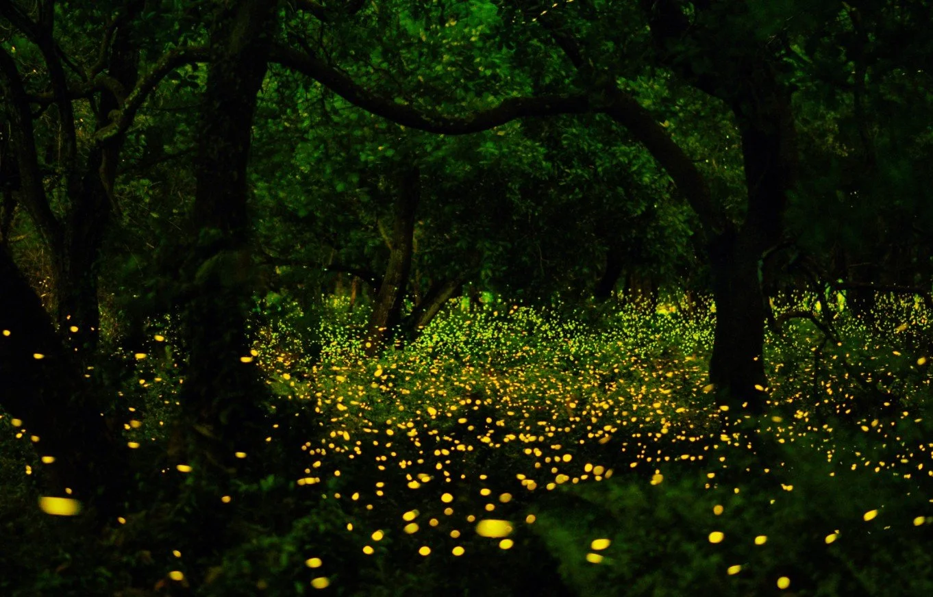 Lights Out Wisconsin: advocating for birds, fireflies, and northern lights