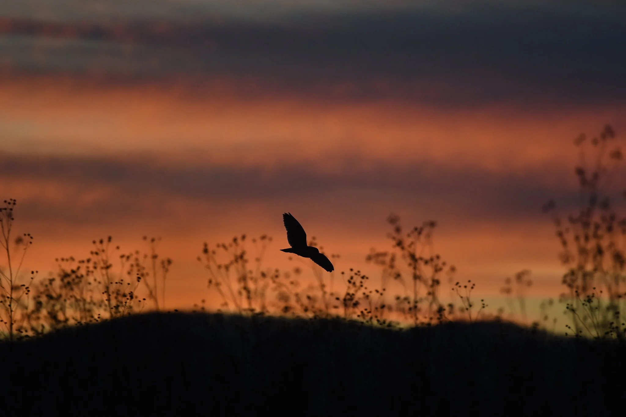 Short-eared Owl