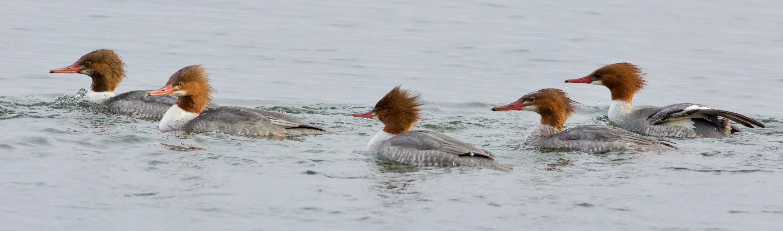 Madison-area Christmas Bird Count