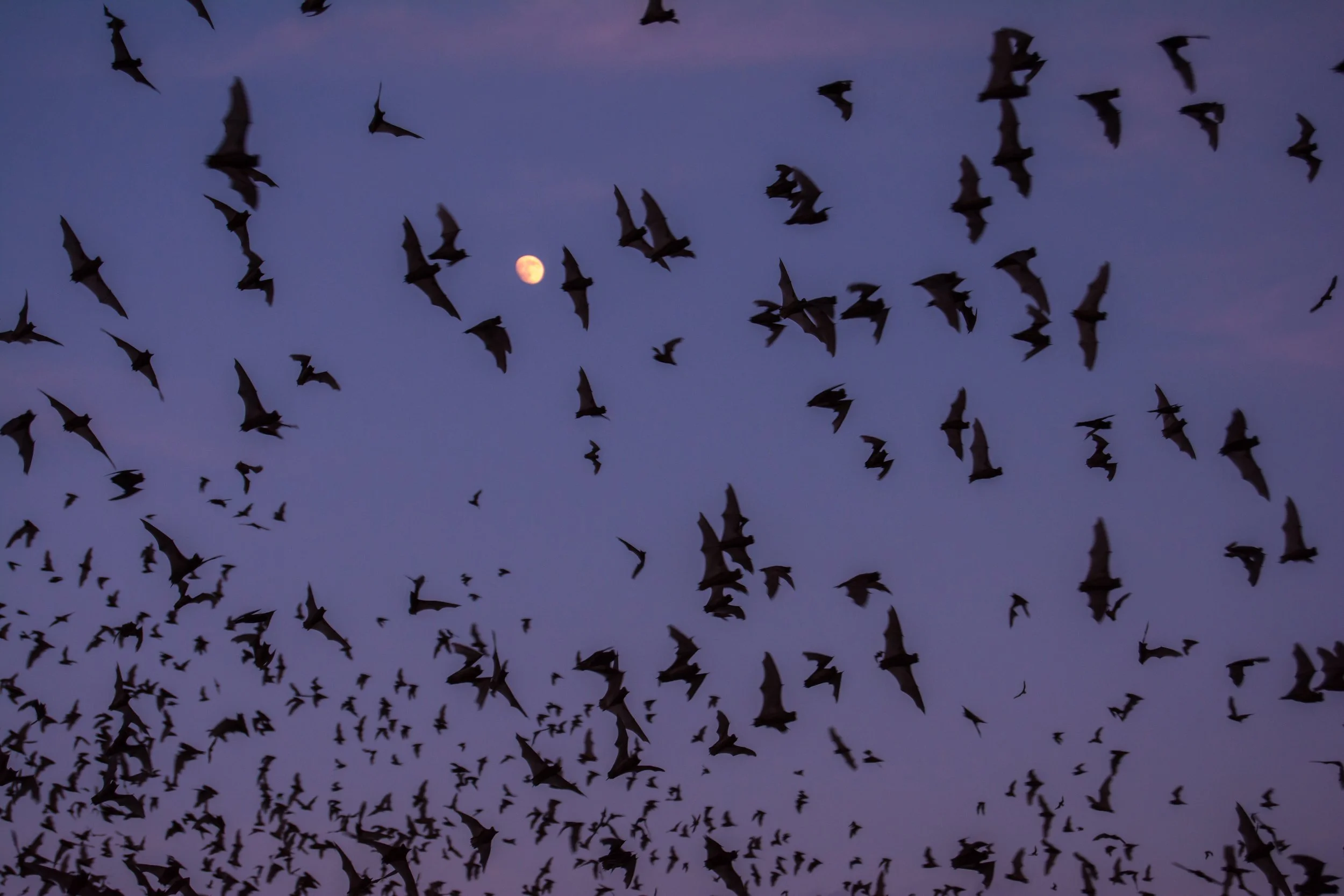 Bat Week