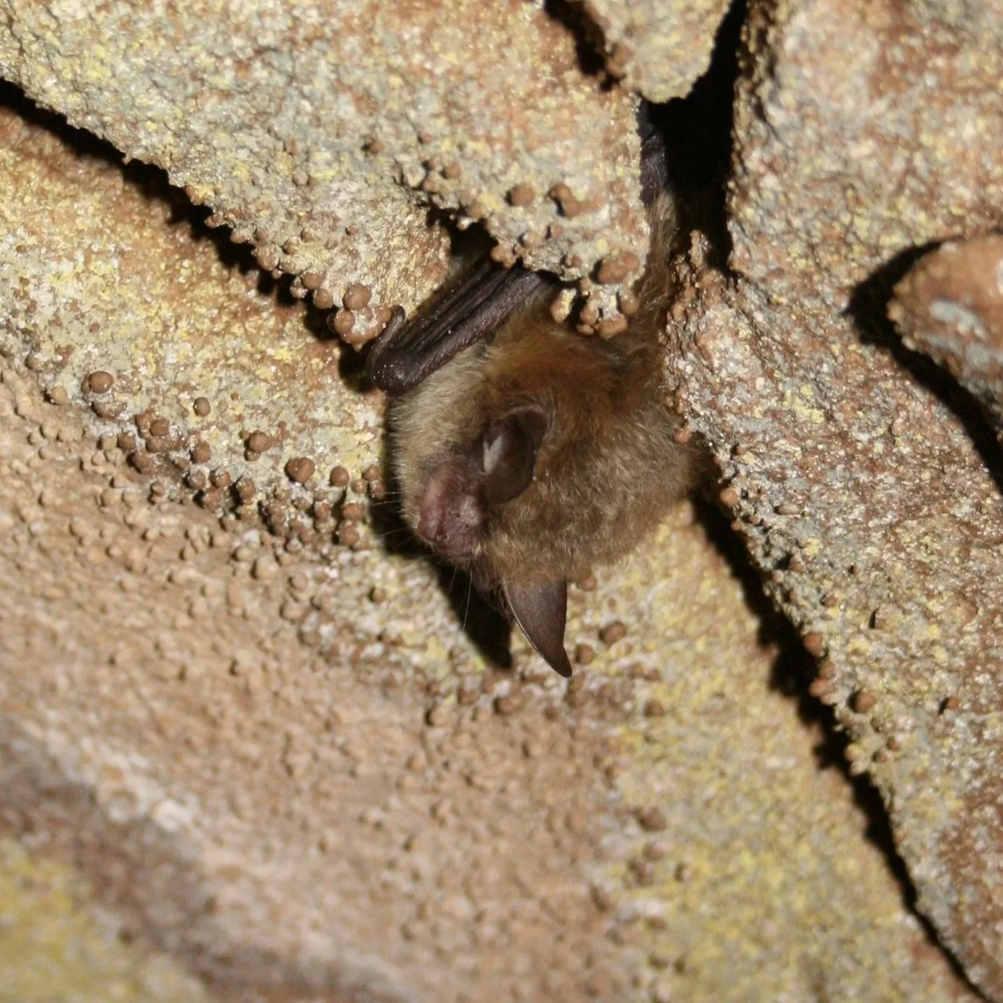   Northern long-eared bat (USFWS)  