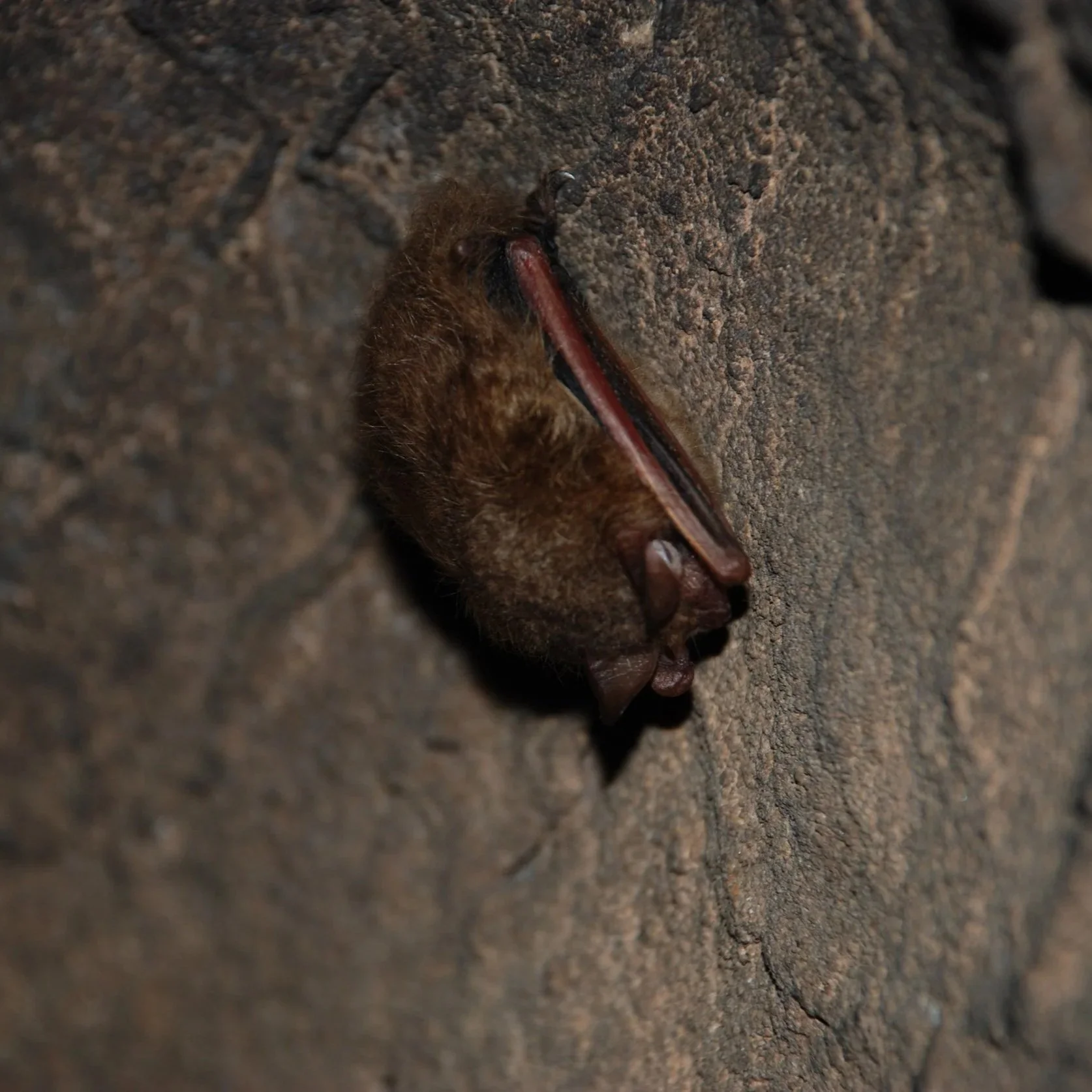   Tricolored bat (USFWS)  