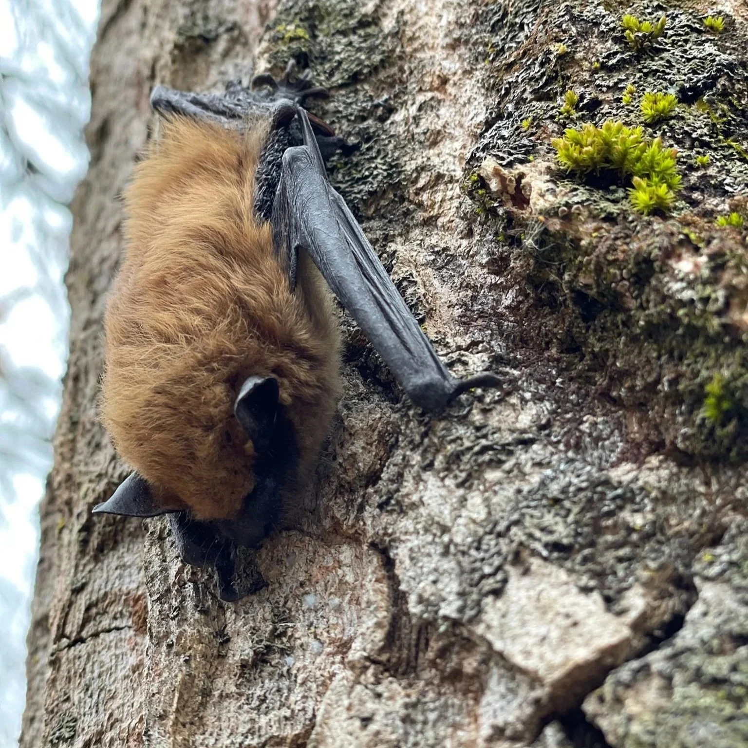   Big brown bat (USFWS)  