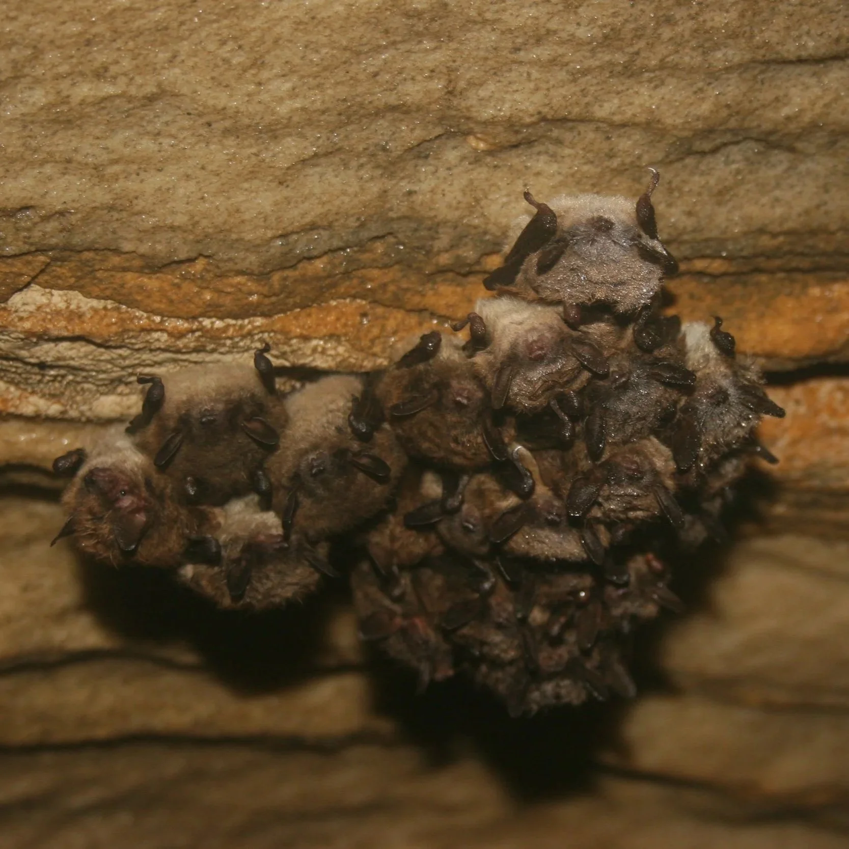   Little brown bats (USFWS)  