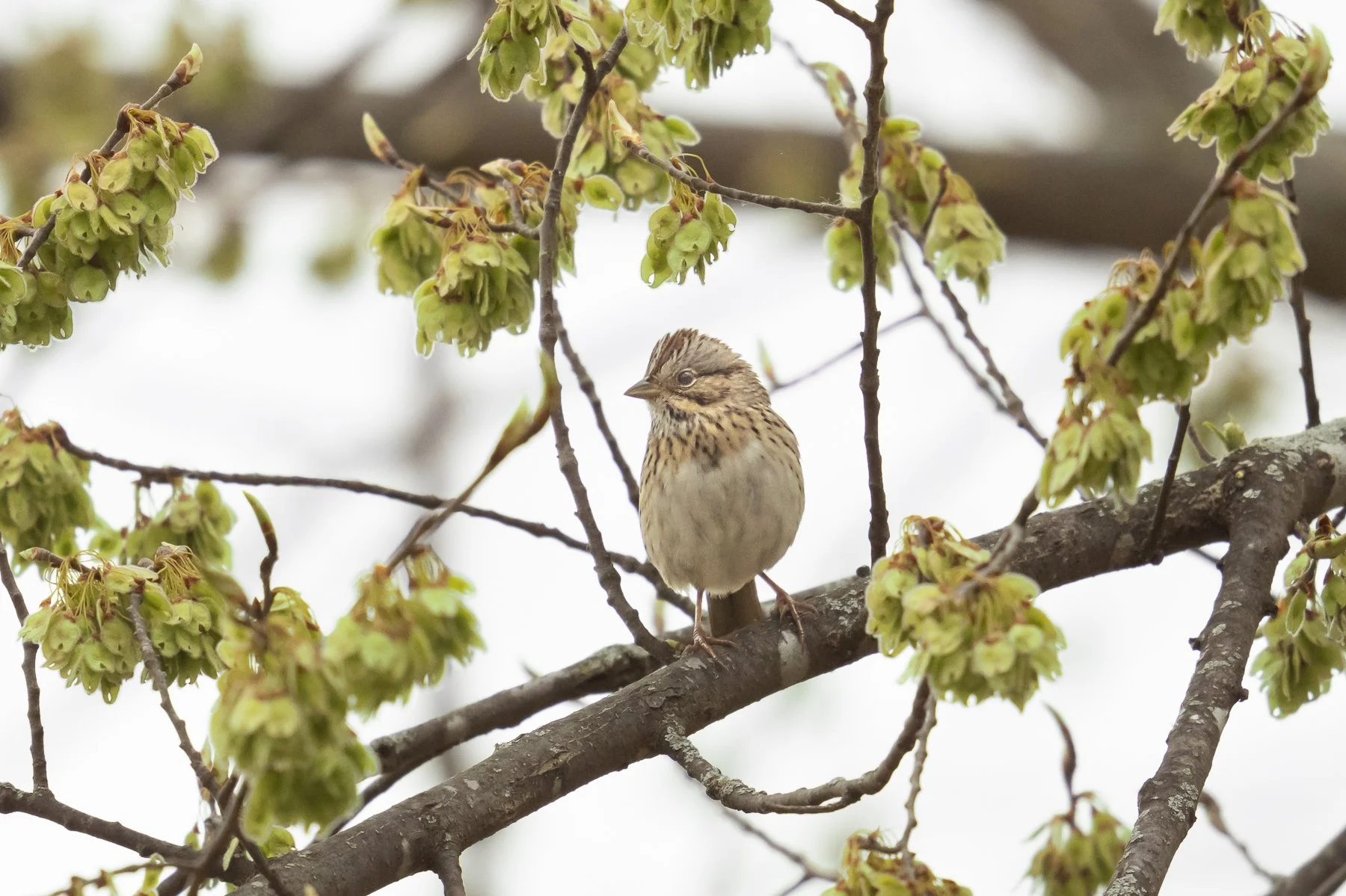 Lincoln's Sparrow