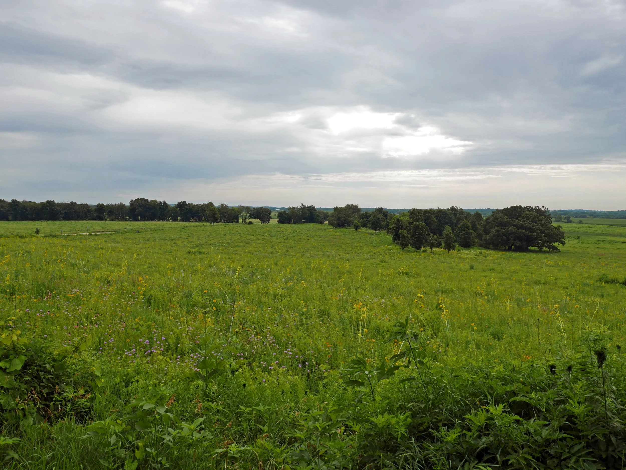 Prairie by Emily Meier.jpg