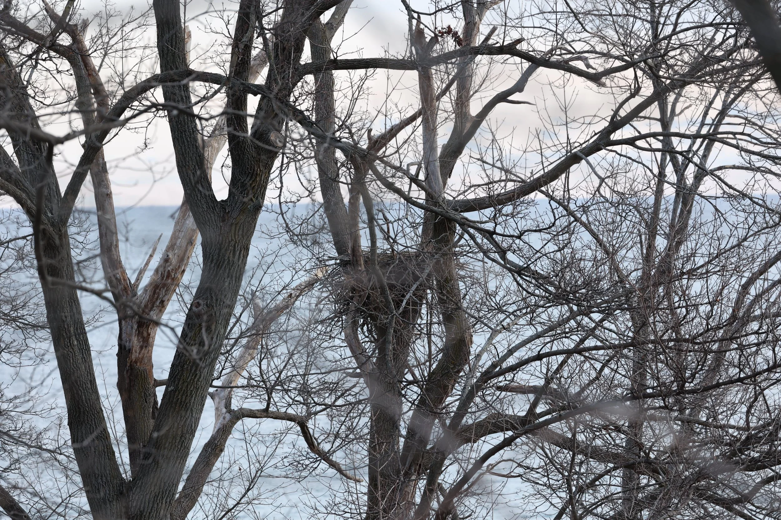 Why retrieve a deceased eaglet