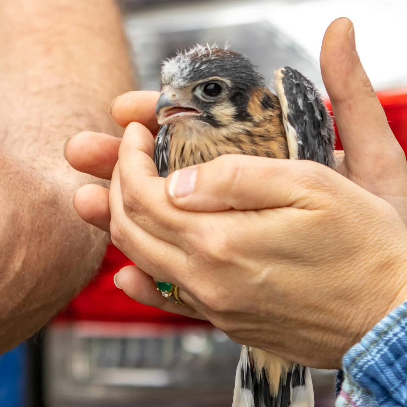 June 3 - Kestrel Banding - Blanchardville area