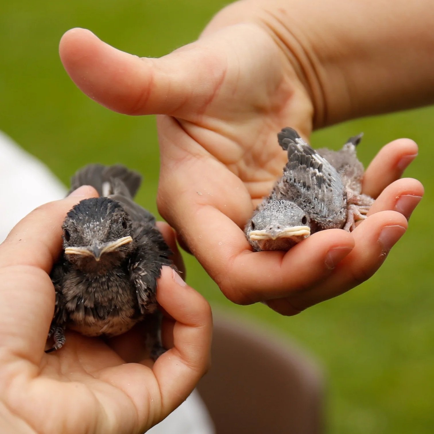 JULY 6 or 7 -- Purple Martin Banding