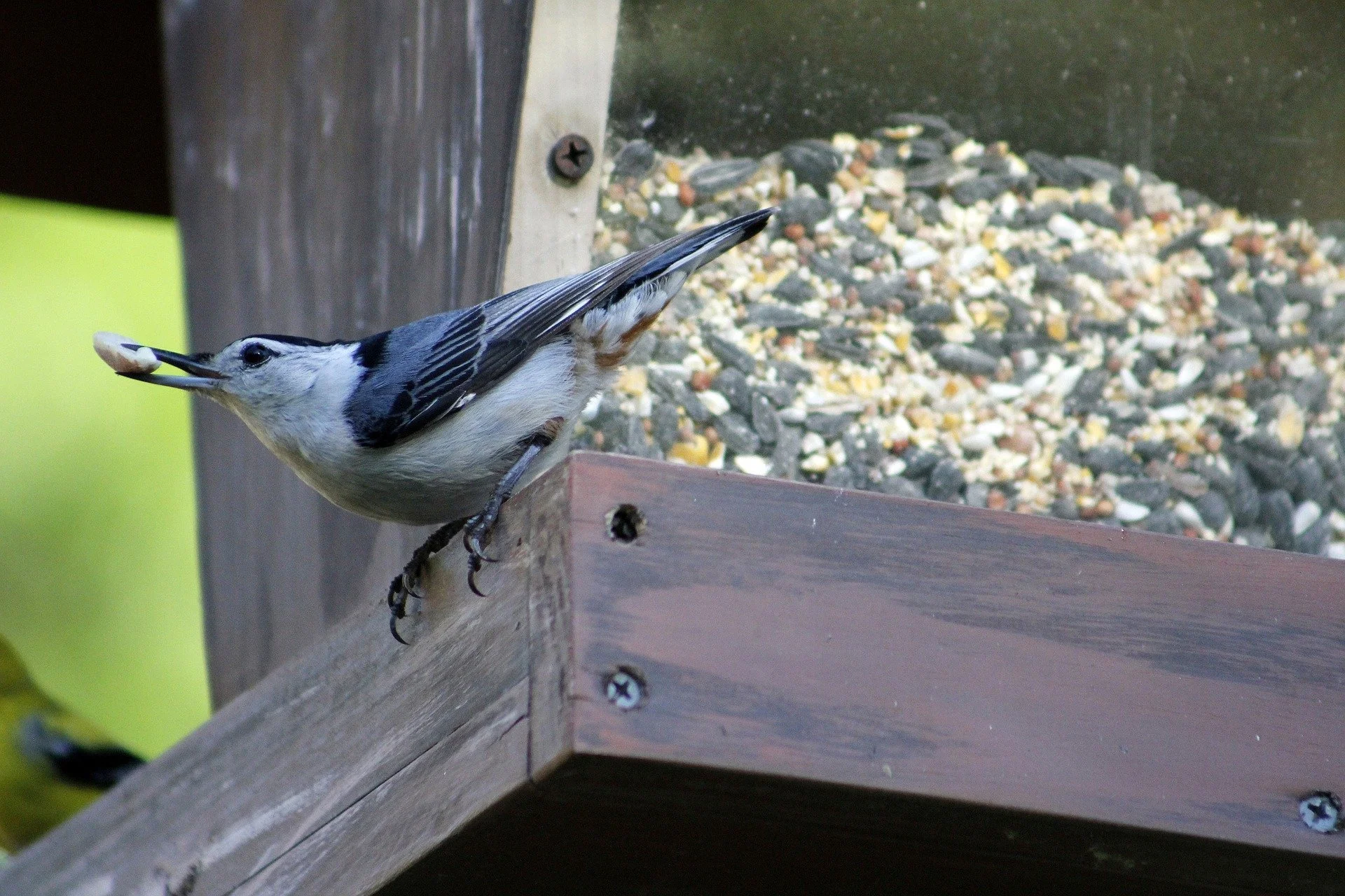 A white-breasted nuthatch grabs a peanut from a bird feeder