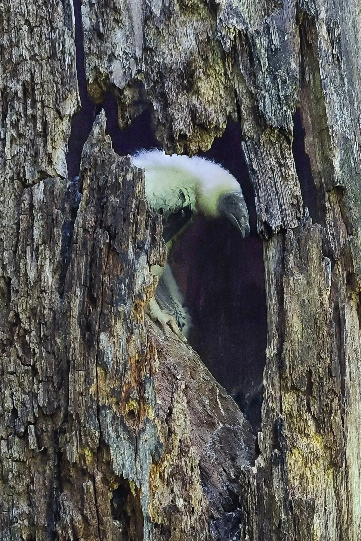 A fuzzy white vulture nestling pokes a head from a snag in a hollowed tree