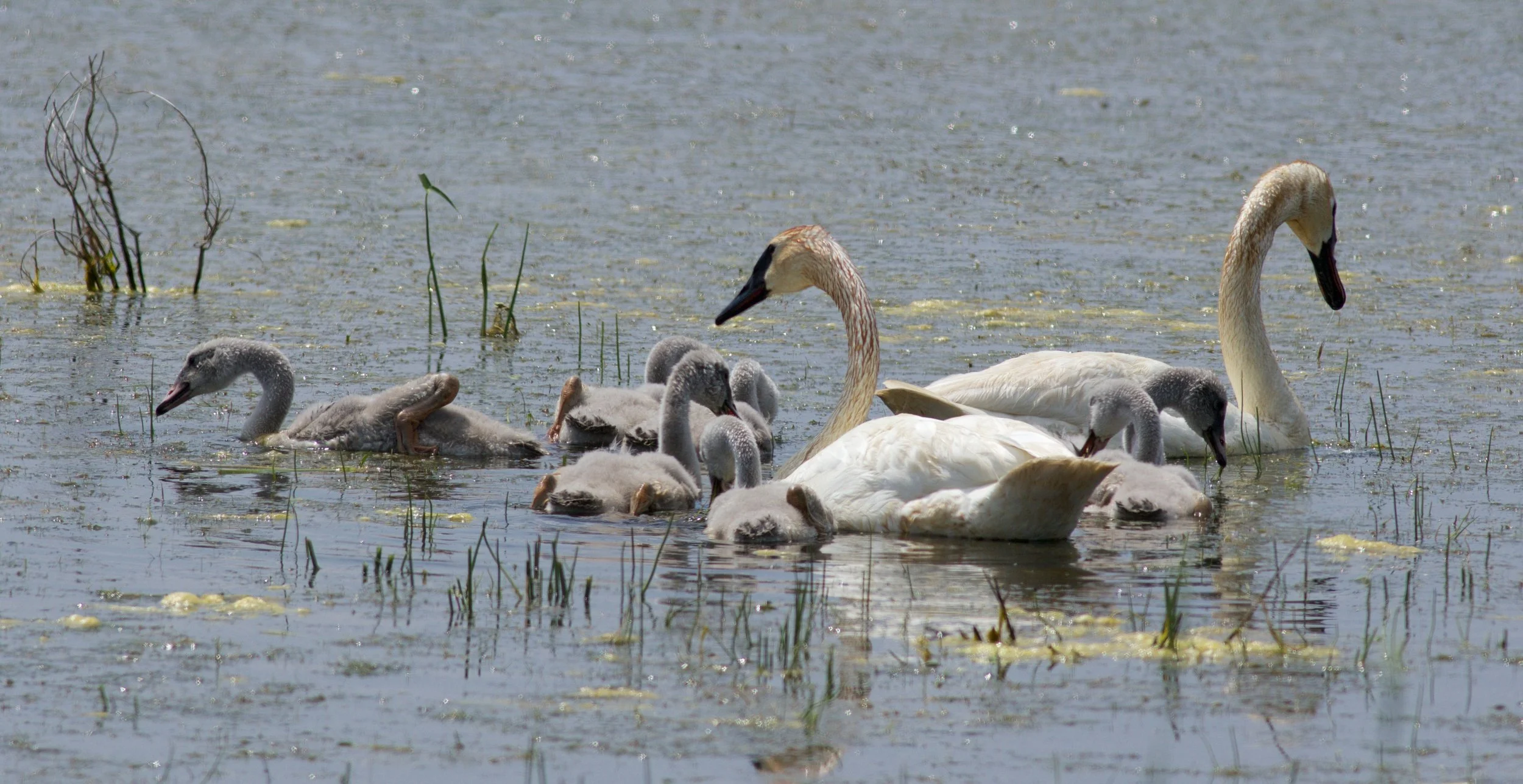 Trumpeter Swan Family AK.jpg