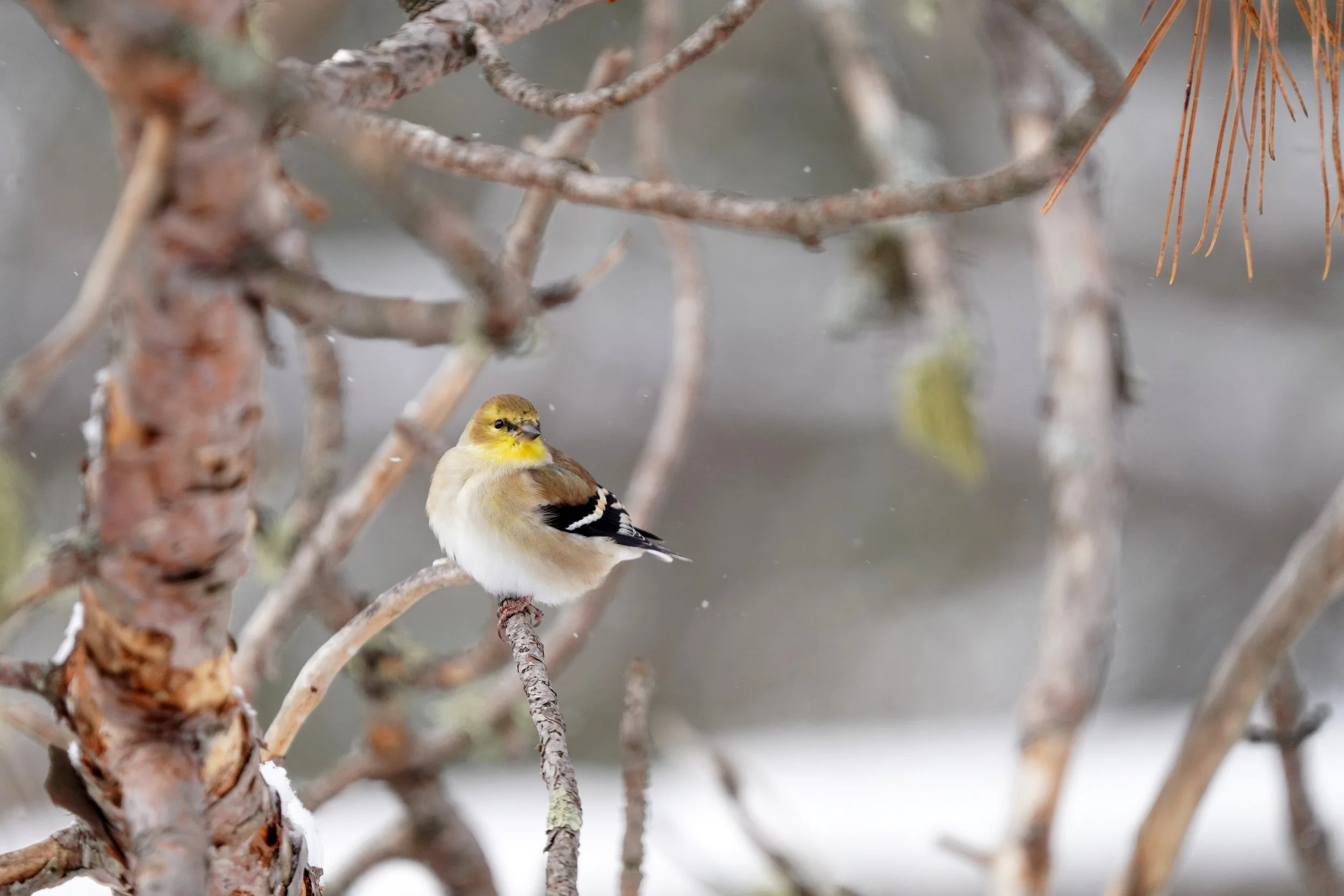 american-goldfinch_winter-plumage_CourtneyCelleyUSFWS.jpg