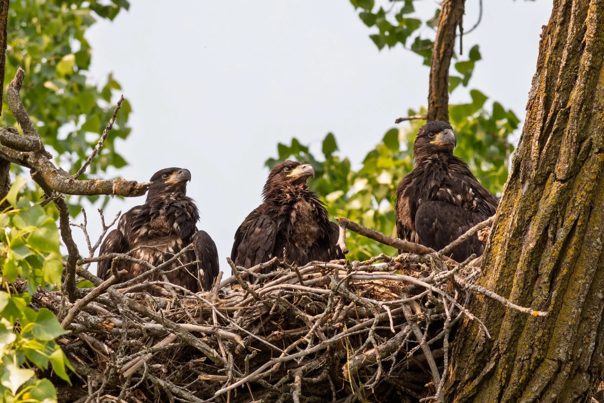 What Makes a Productive Bald Eagle Nest? 