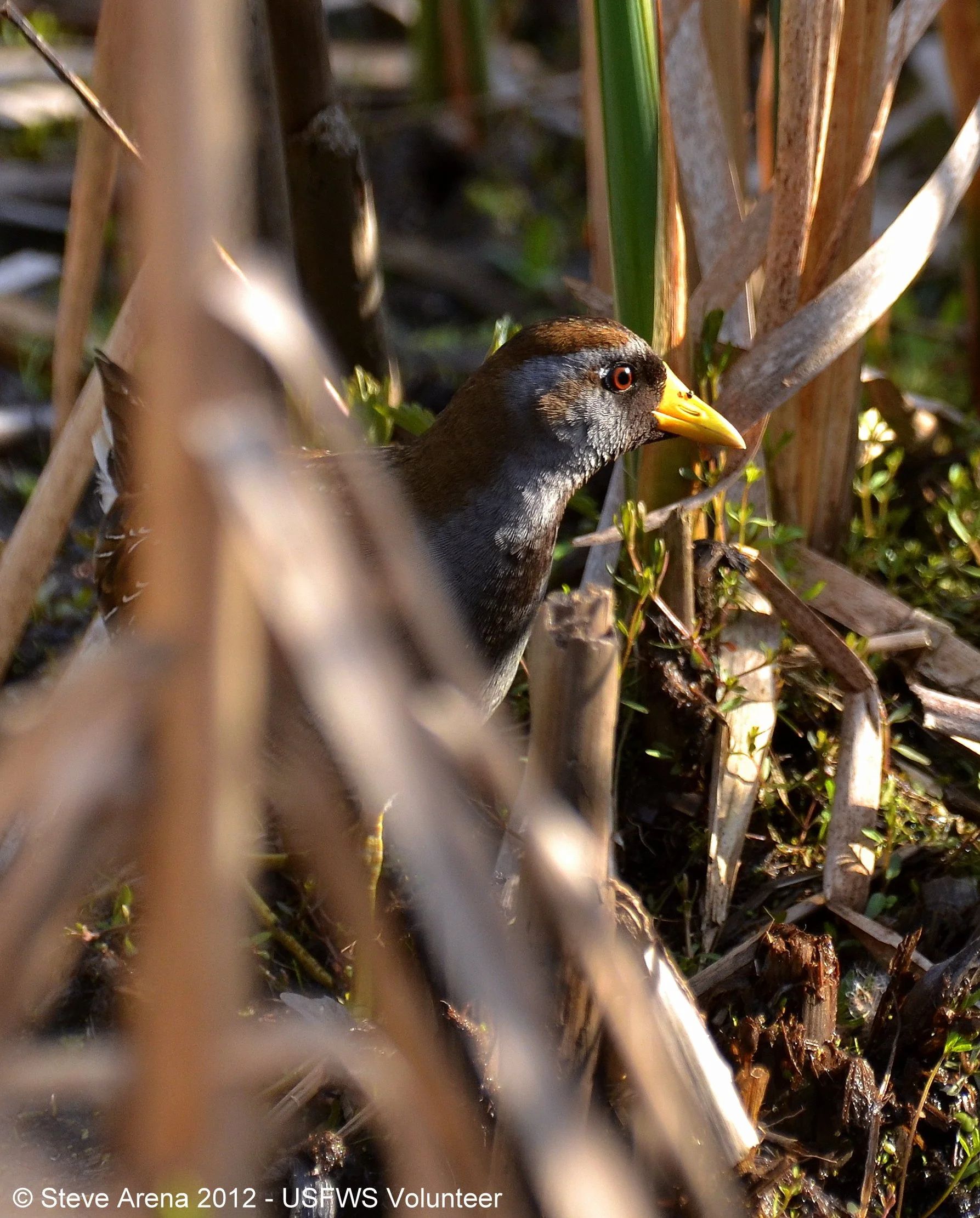 A sora is hidden within the shadows of dried cattails and marsh vegetation on the water's edge. only a bright eye and yellow bill are easily visible.