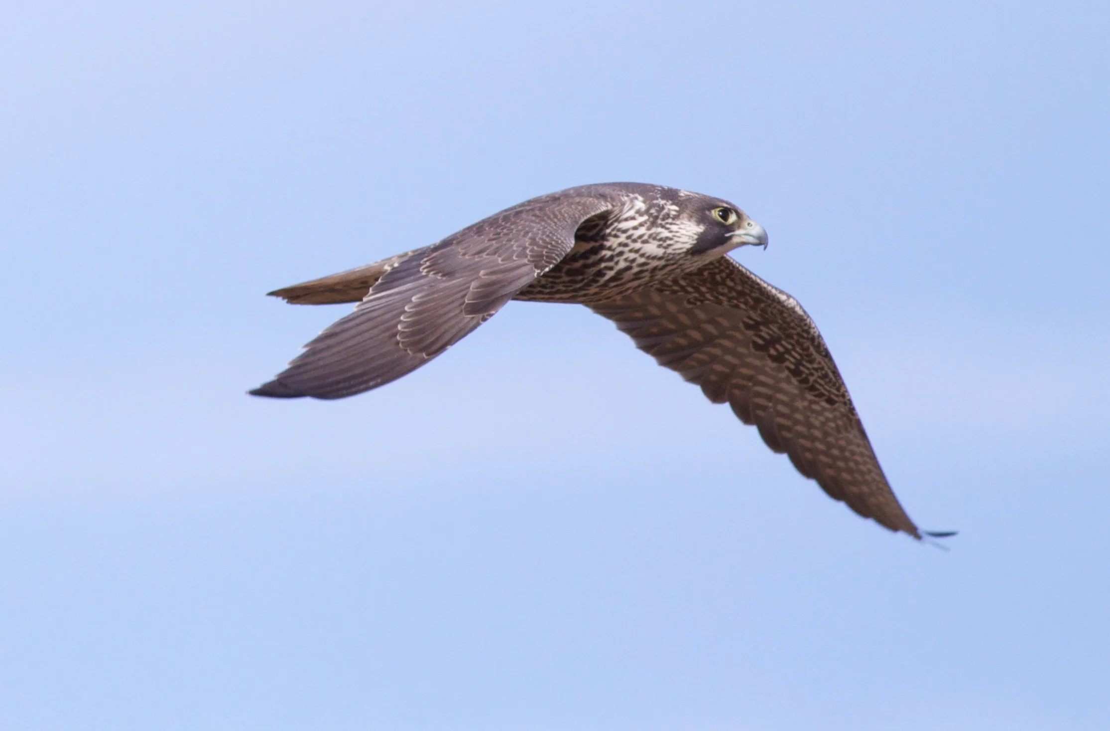 Winter Raptor Survey: Goose Pond to the Wisconsin River